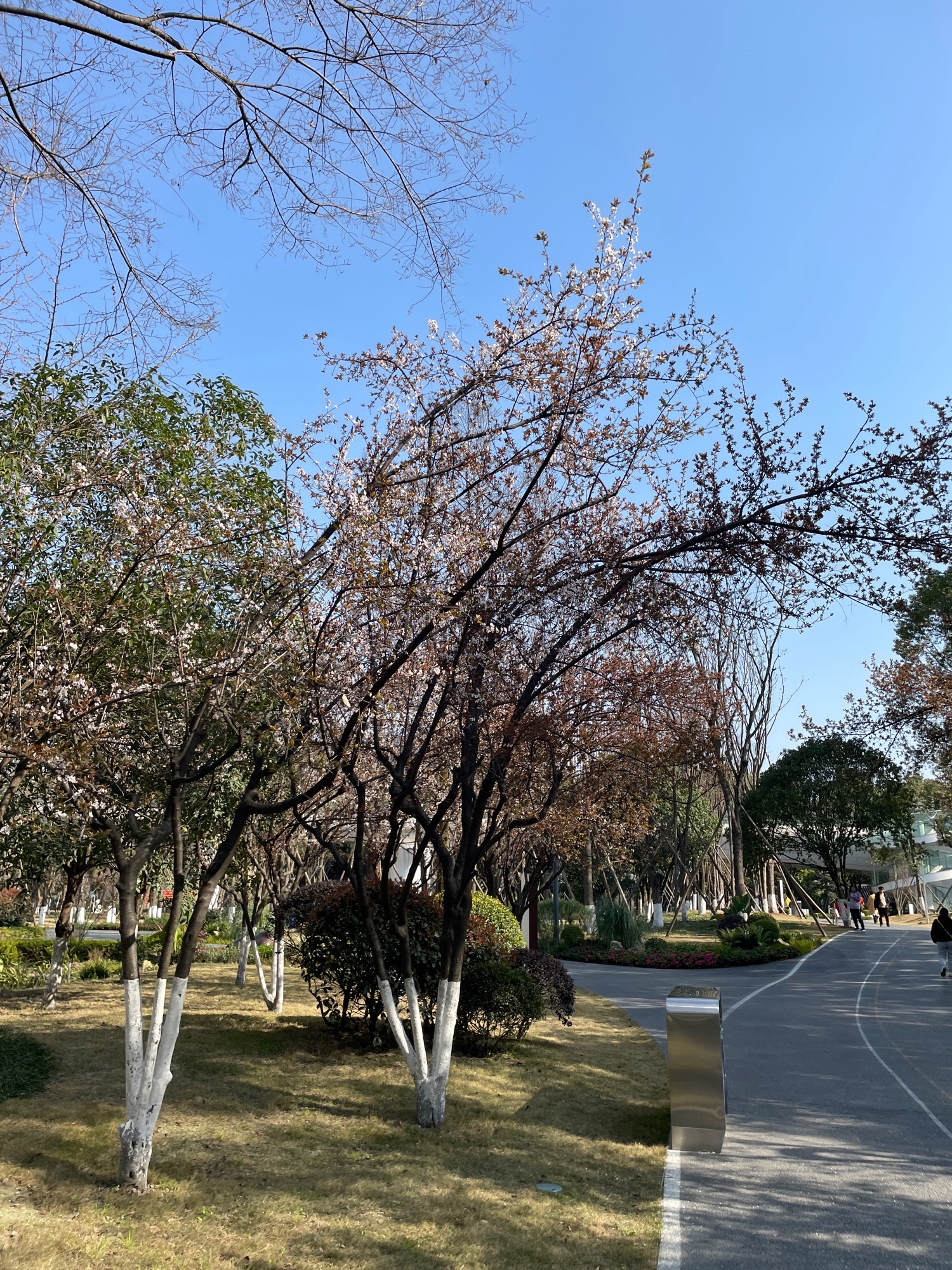 金牛公园旅行图片 3