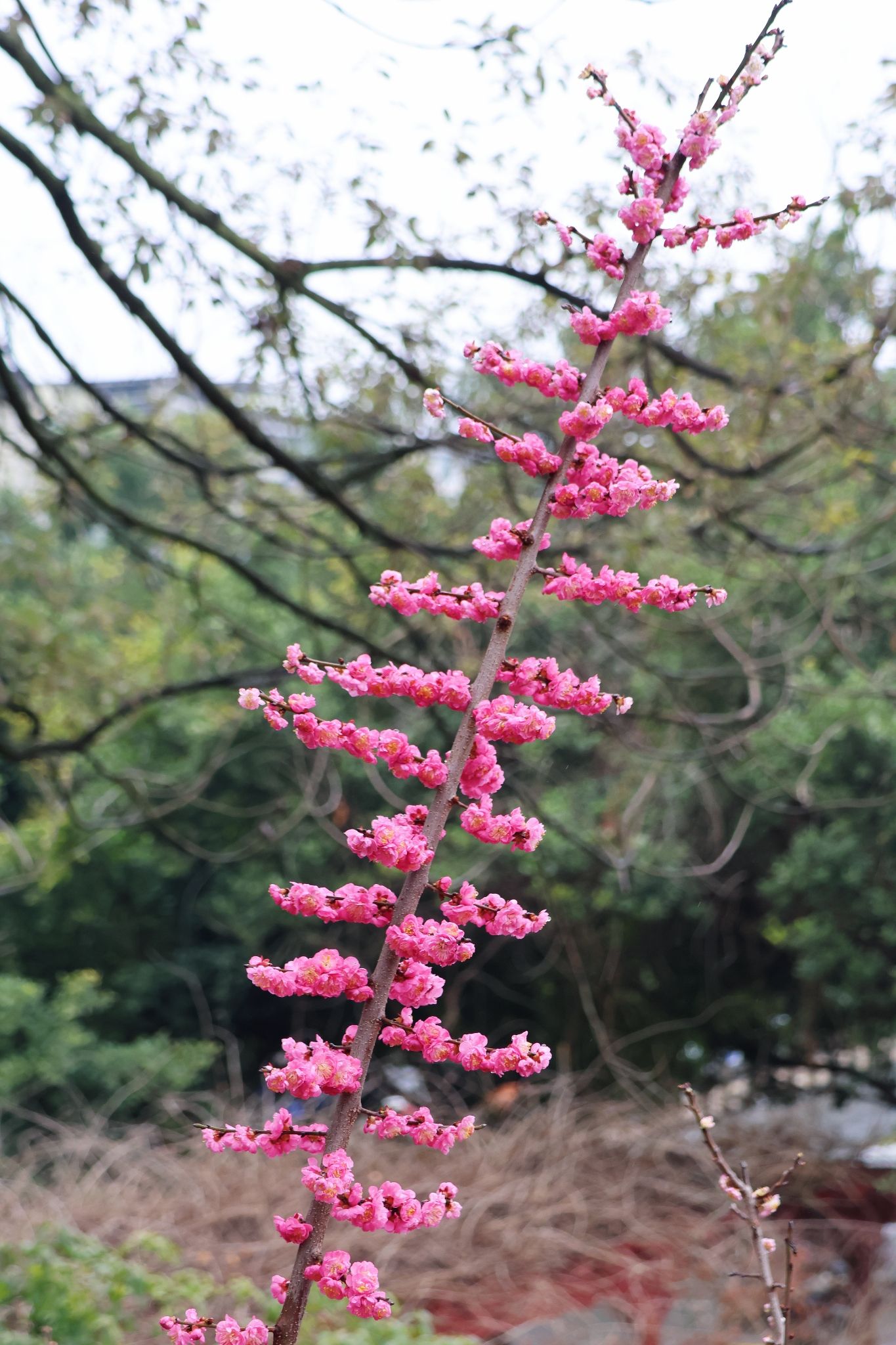 新繁东湖景区旅行图片 3