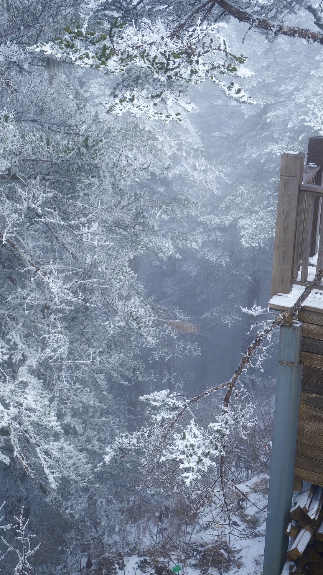 西岭雪山风景名胜区旅行图片 2