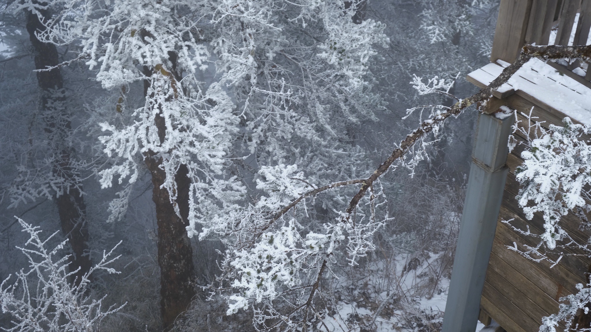 西岭雪山风景名胜区旅行图片 3