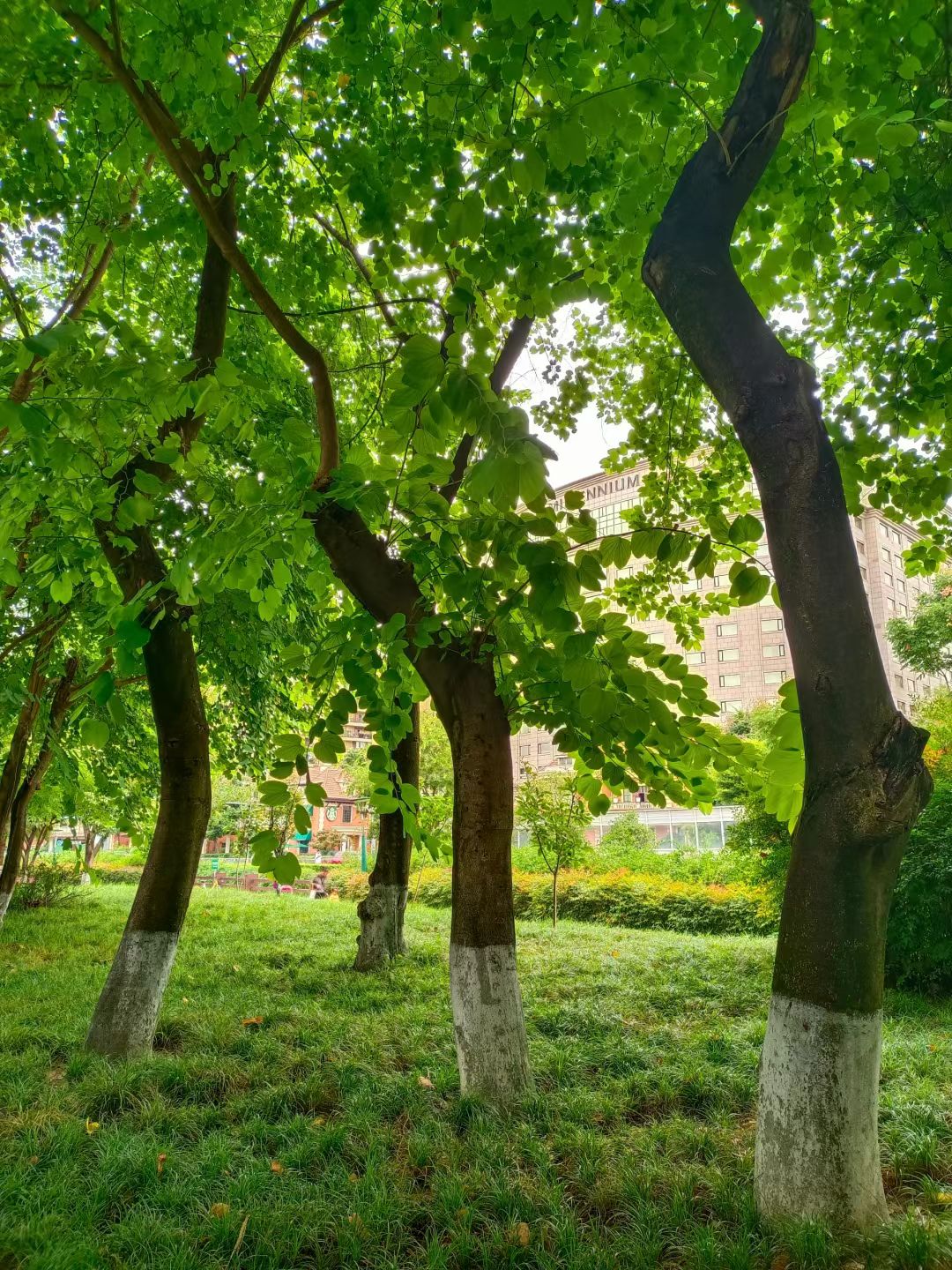 神仙树公园旅行图片 3