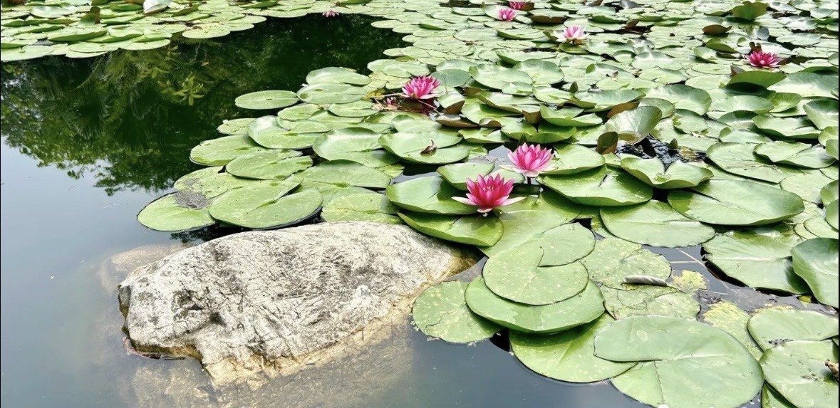 神仙树公园旅行图片 3