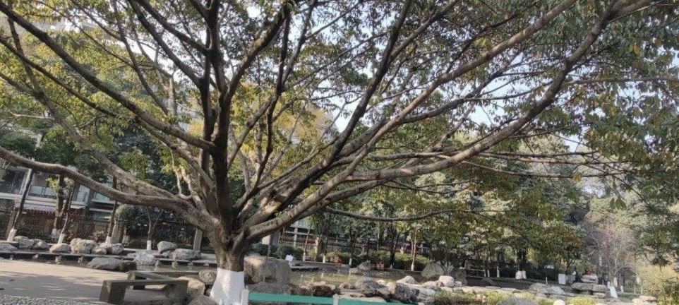 神仙树公园旅行图片 1