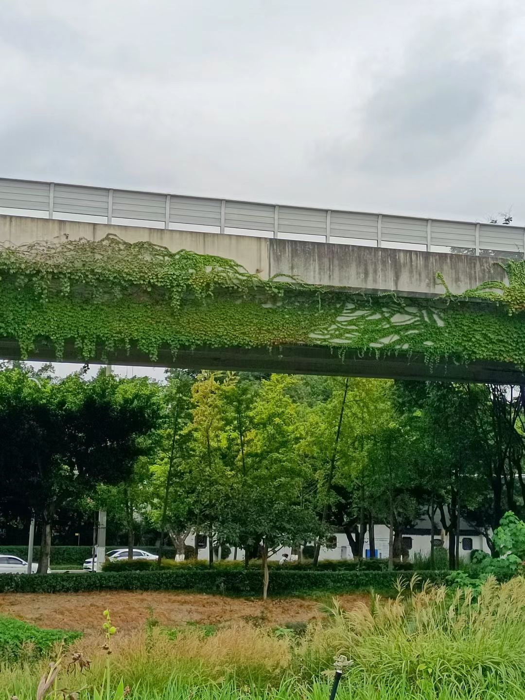神仙树公园旅行图片 2