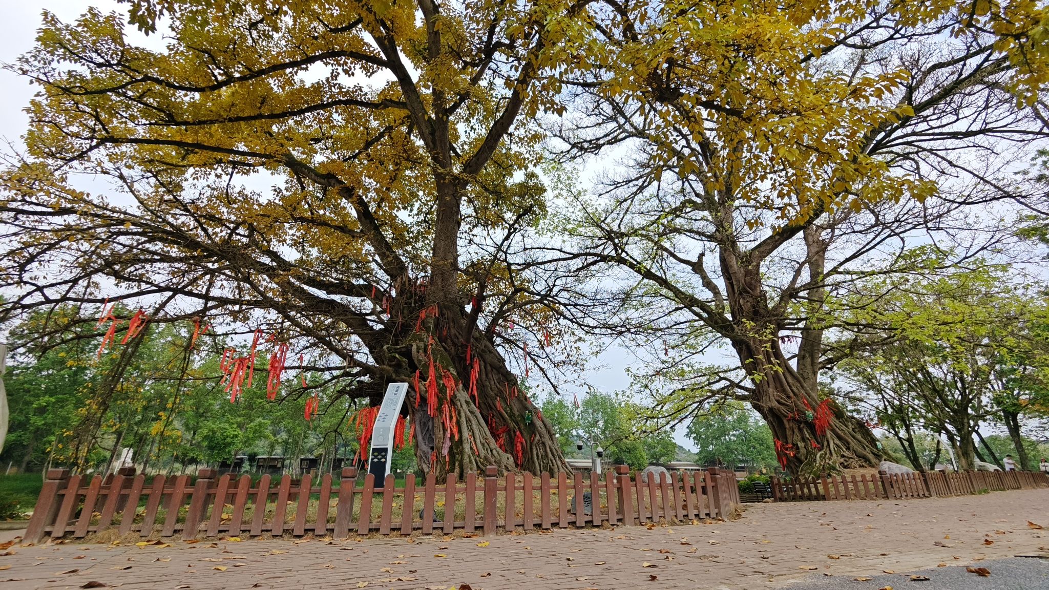 西来古镇旅行图片 2