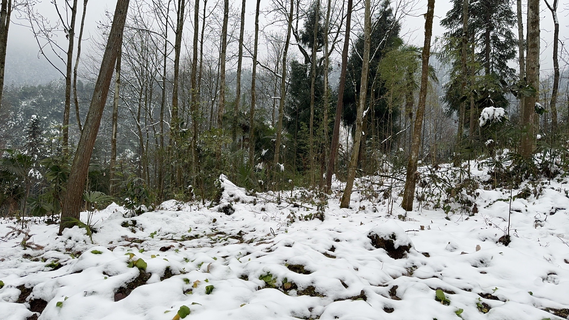 鸡冠山森林公园旅行图片 2