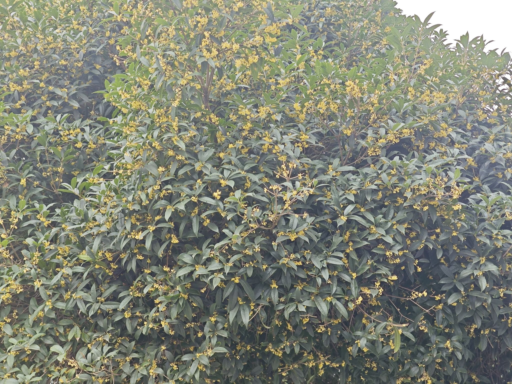 石犀运动公园旅行图片 1