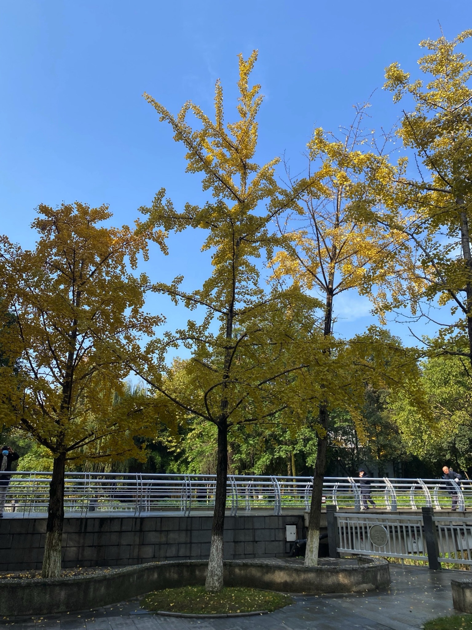 新都体育森林公园旅行图片 1