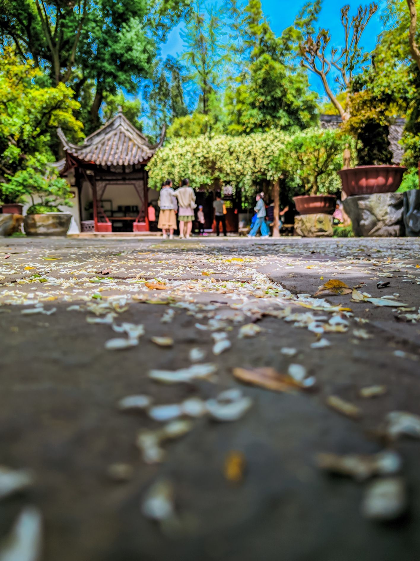 罨画池旅行图片 2