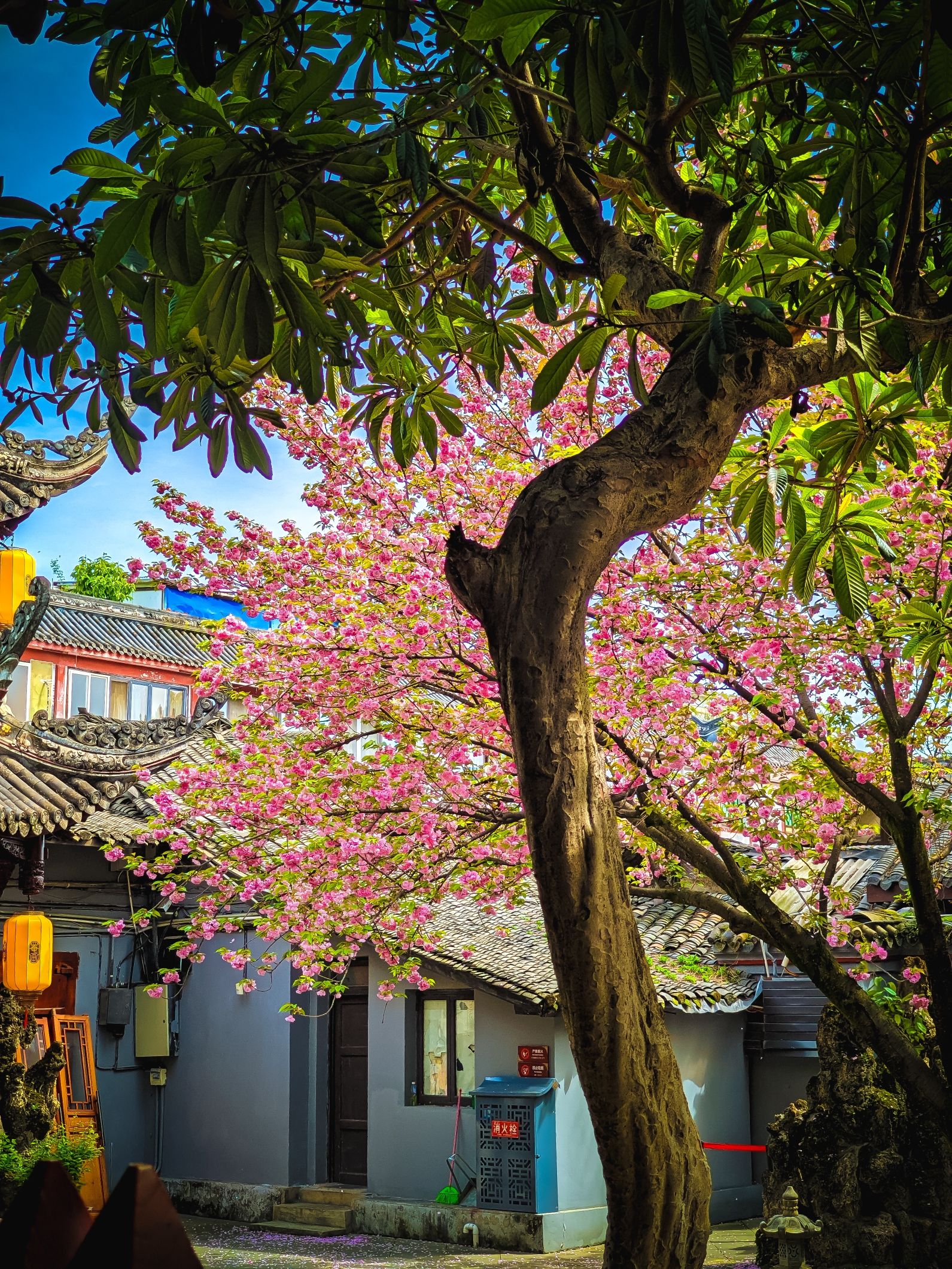 罨画池旅行图片 3