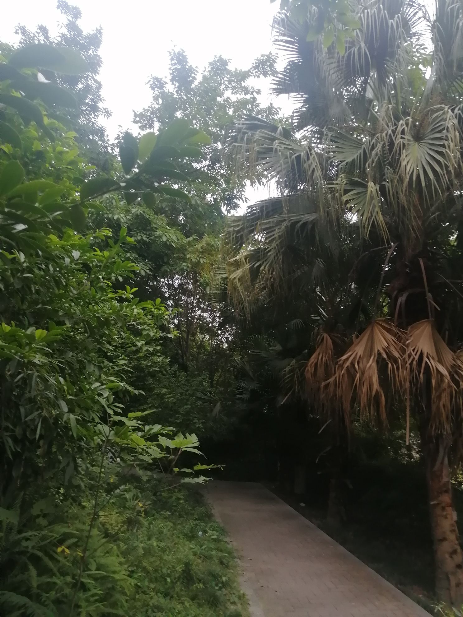 橡树林滨河公园旅行图片 2
