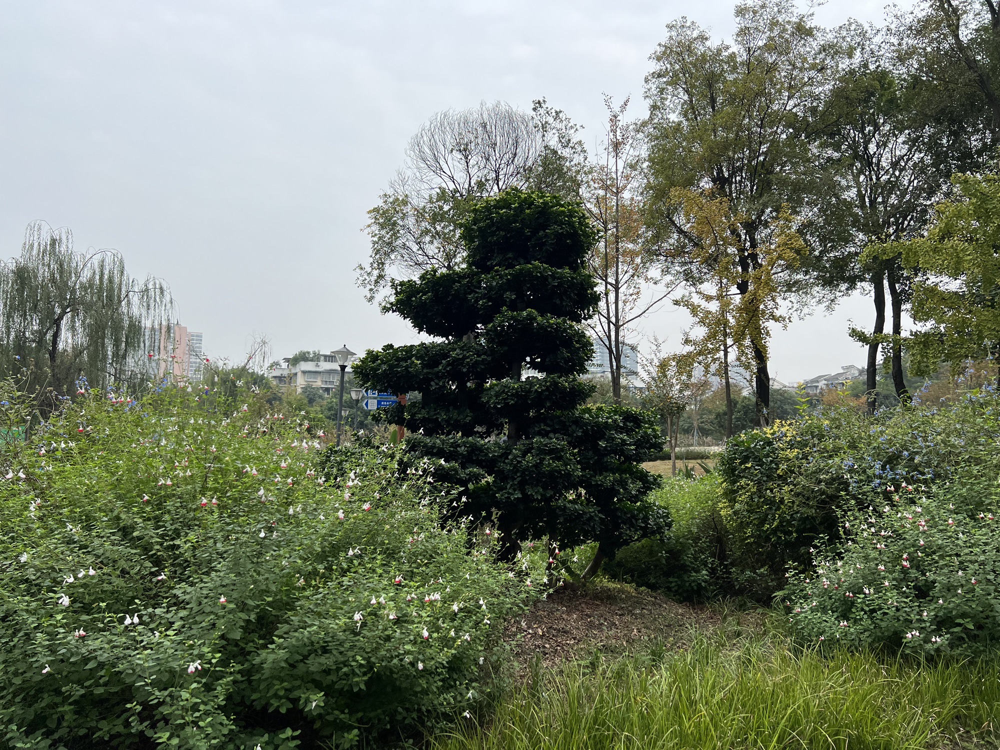 茶文化公园旅行图片 2