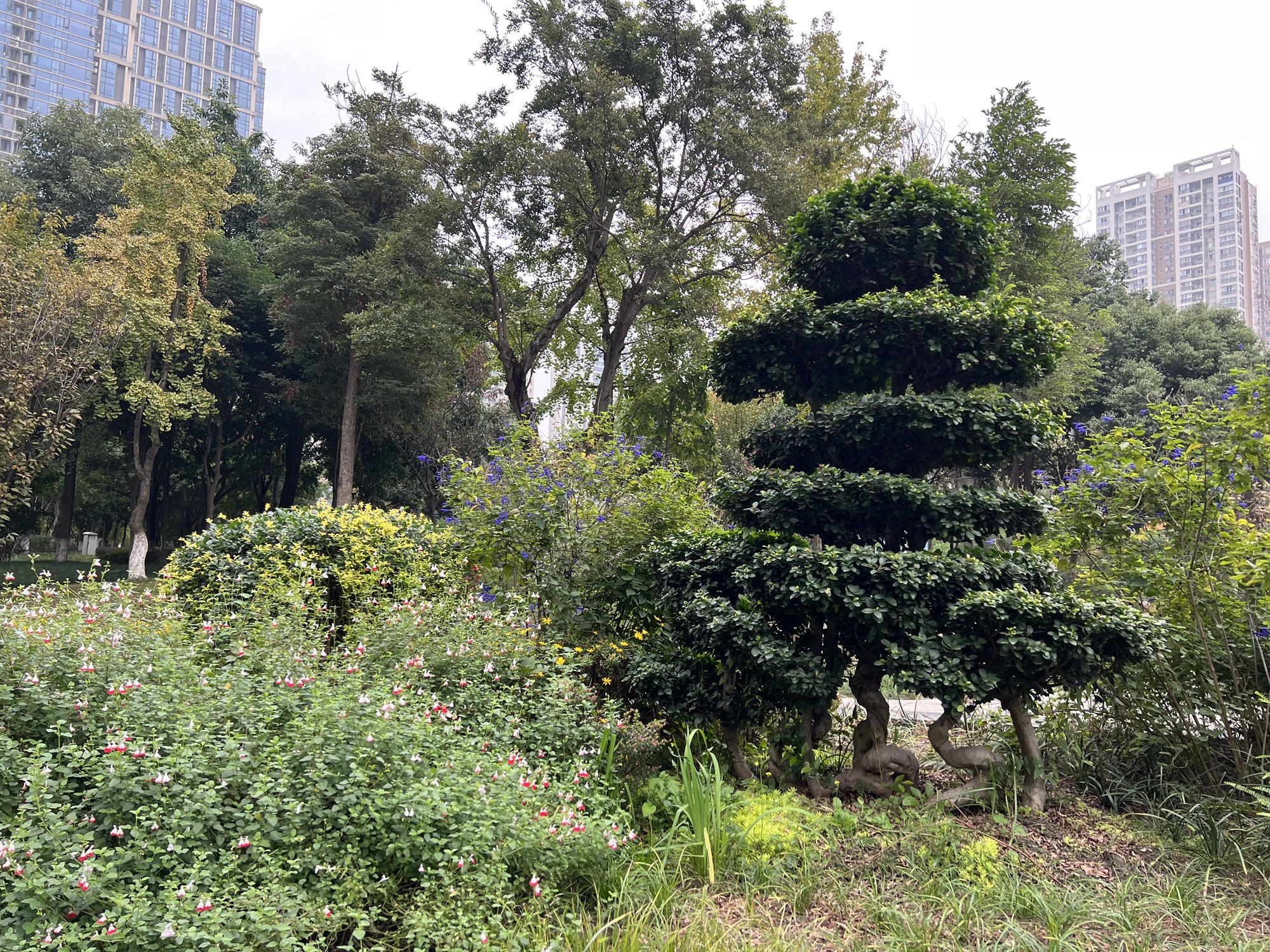 茶文化公园旅行图片 3