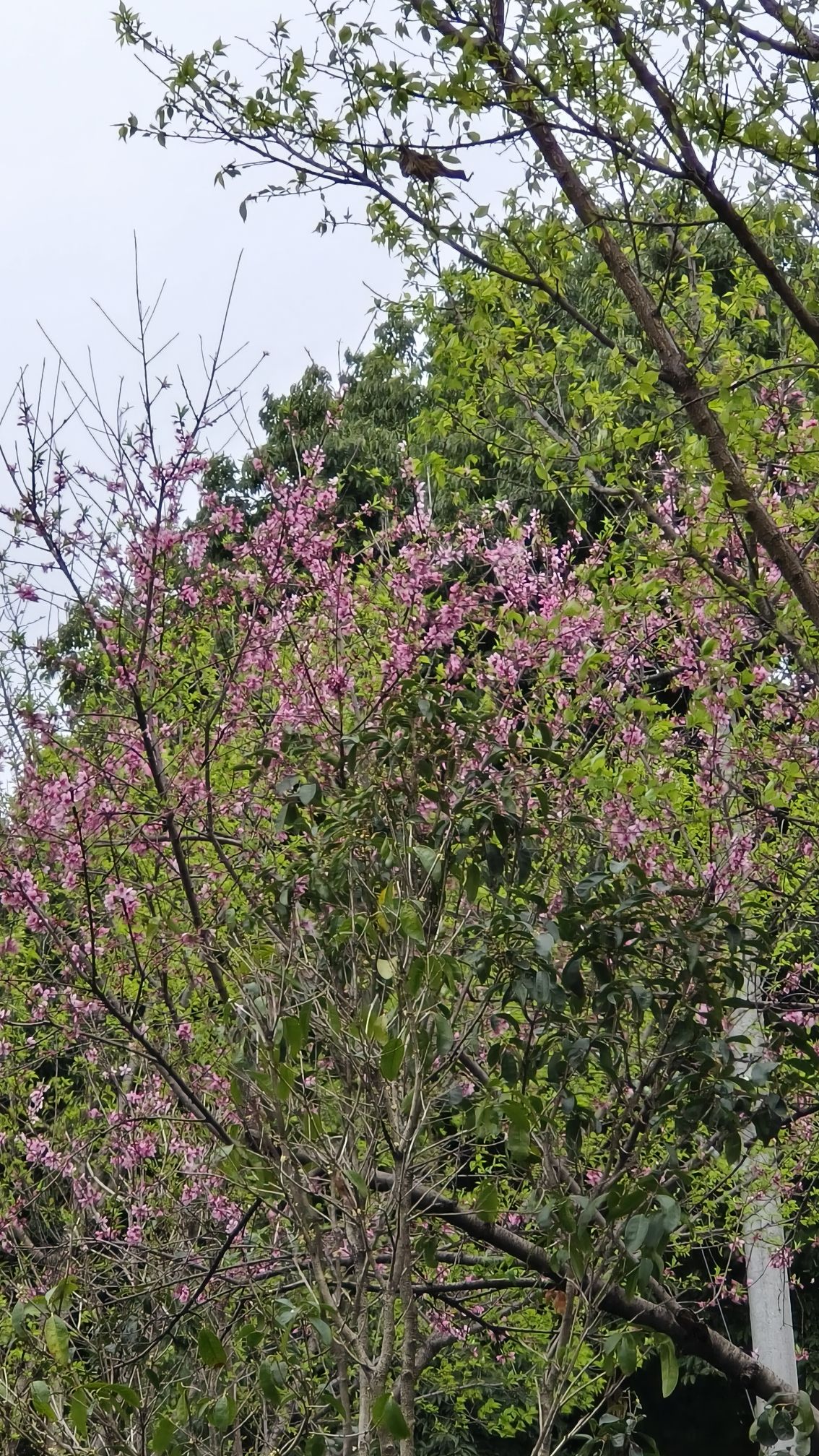 黄忠公园旅行图片 1