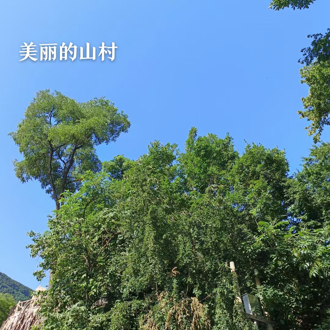 长寿村旅游风景区旅行图片 3