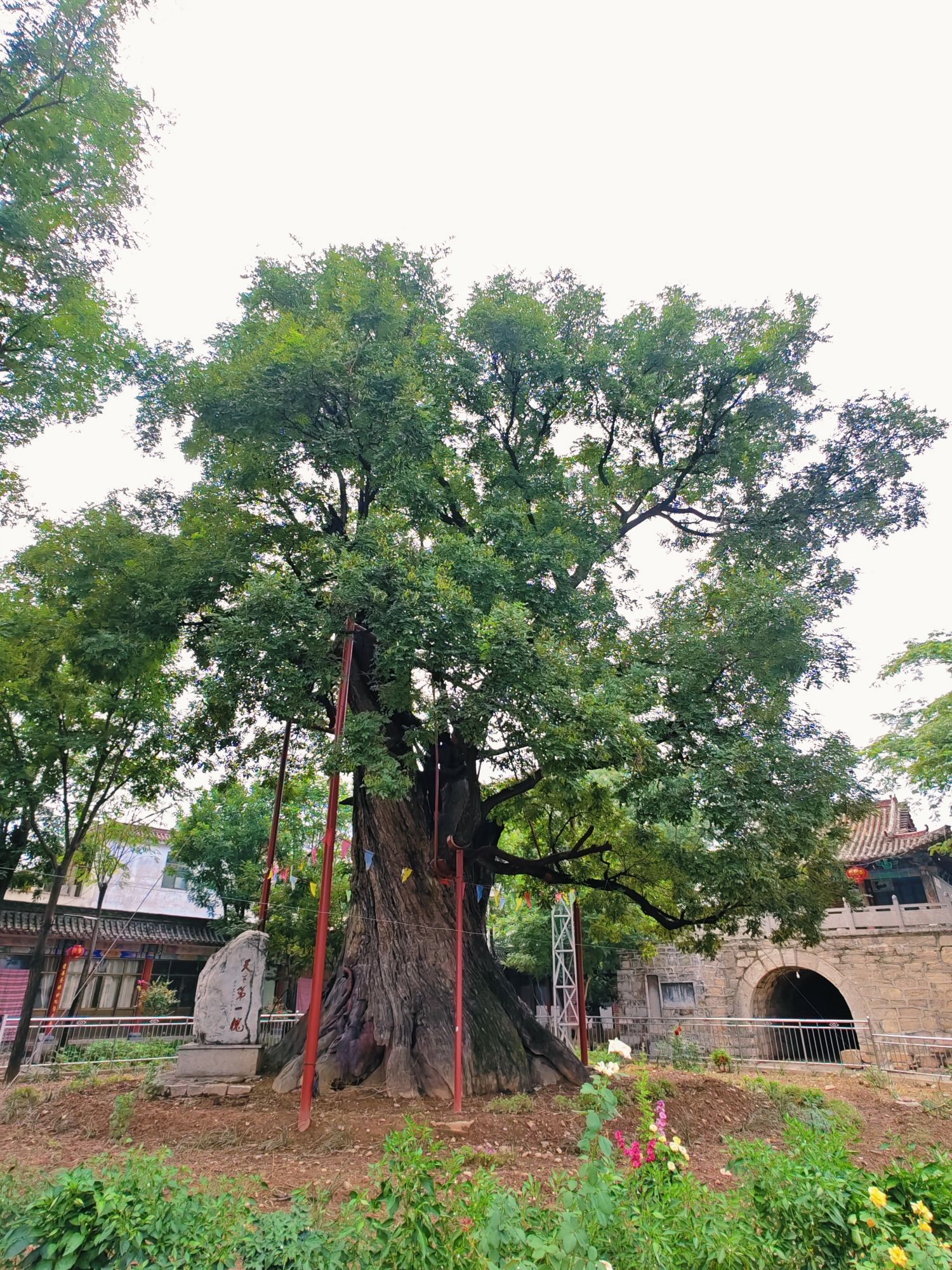 固新古槐公园旅行图片 3