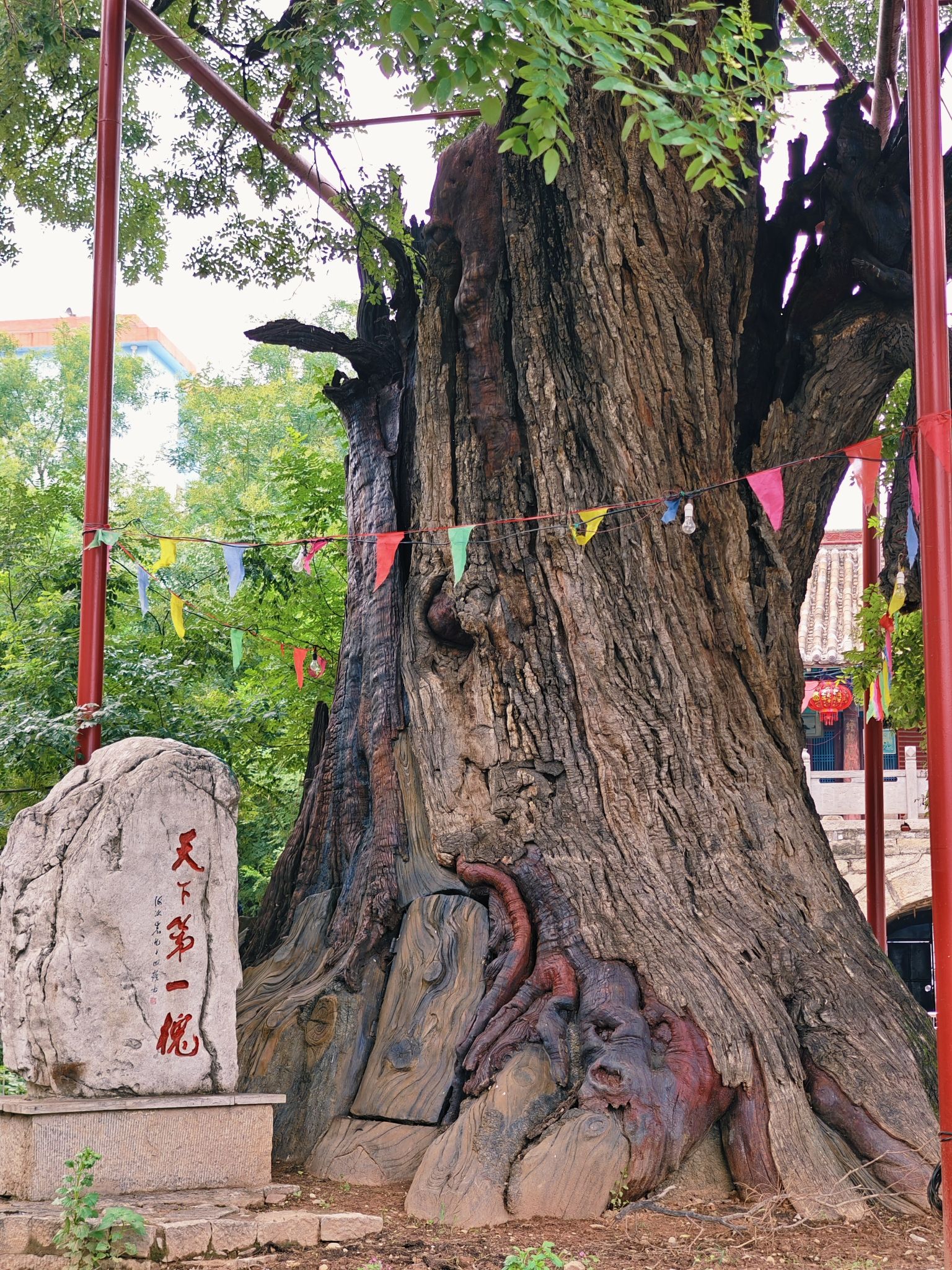 固新古槐公园旅行图片 2