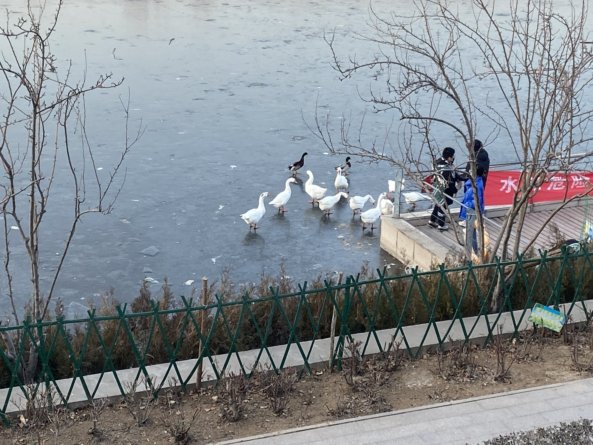 白鹤公园旅行图片 2
