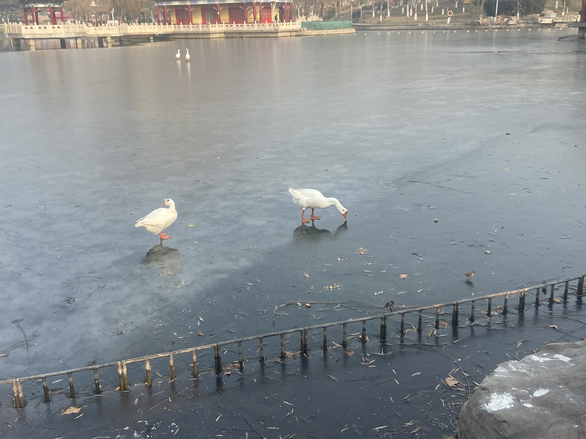白鹤公园旅行图片 3