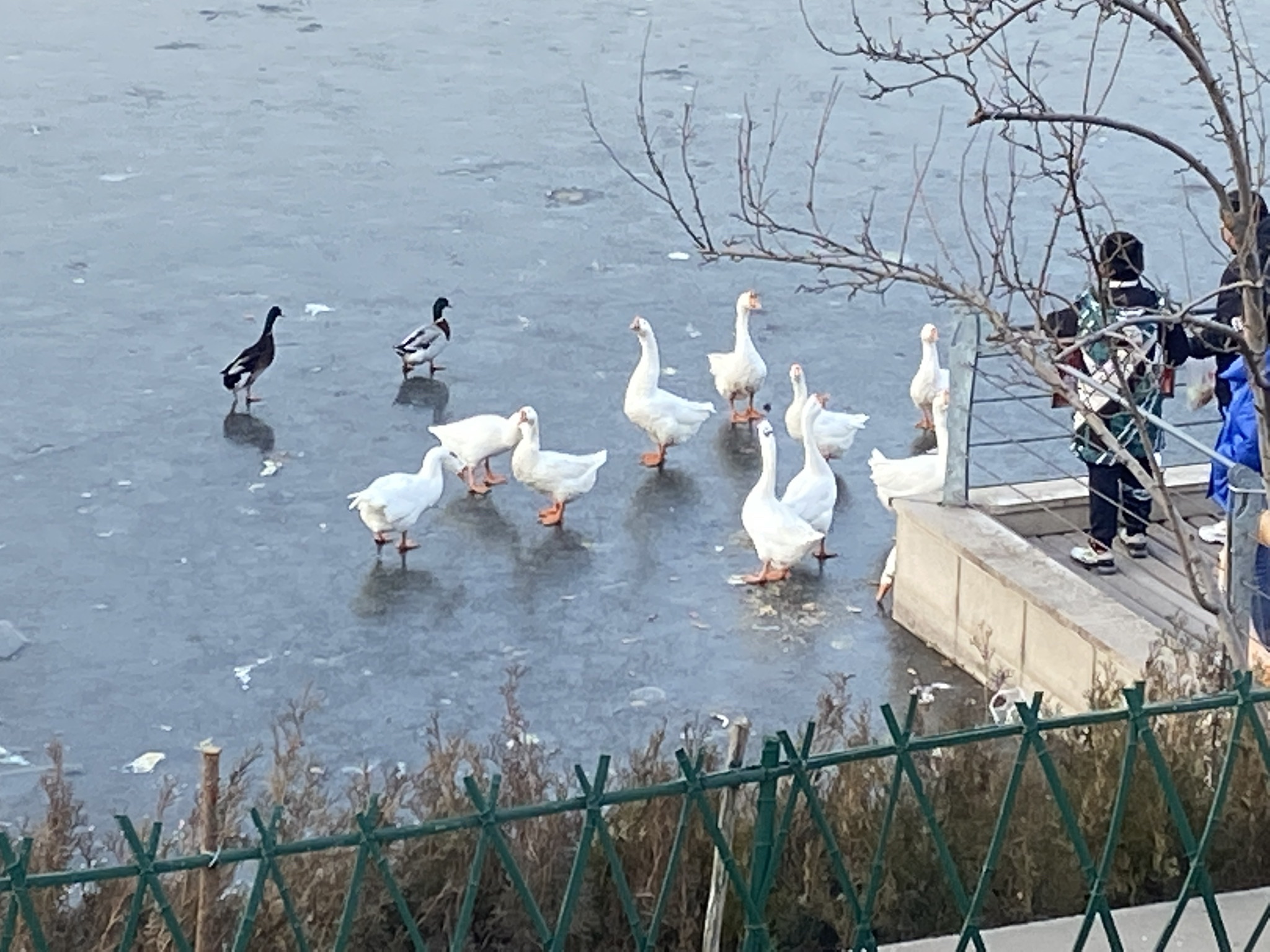白鹤公园旅行图片 3