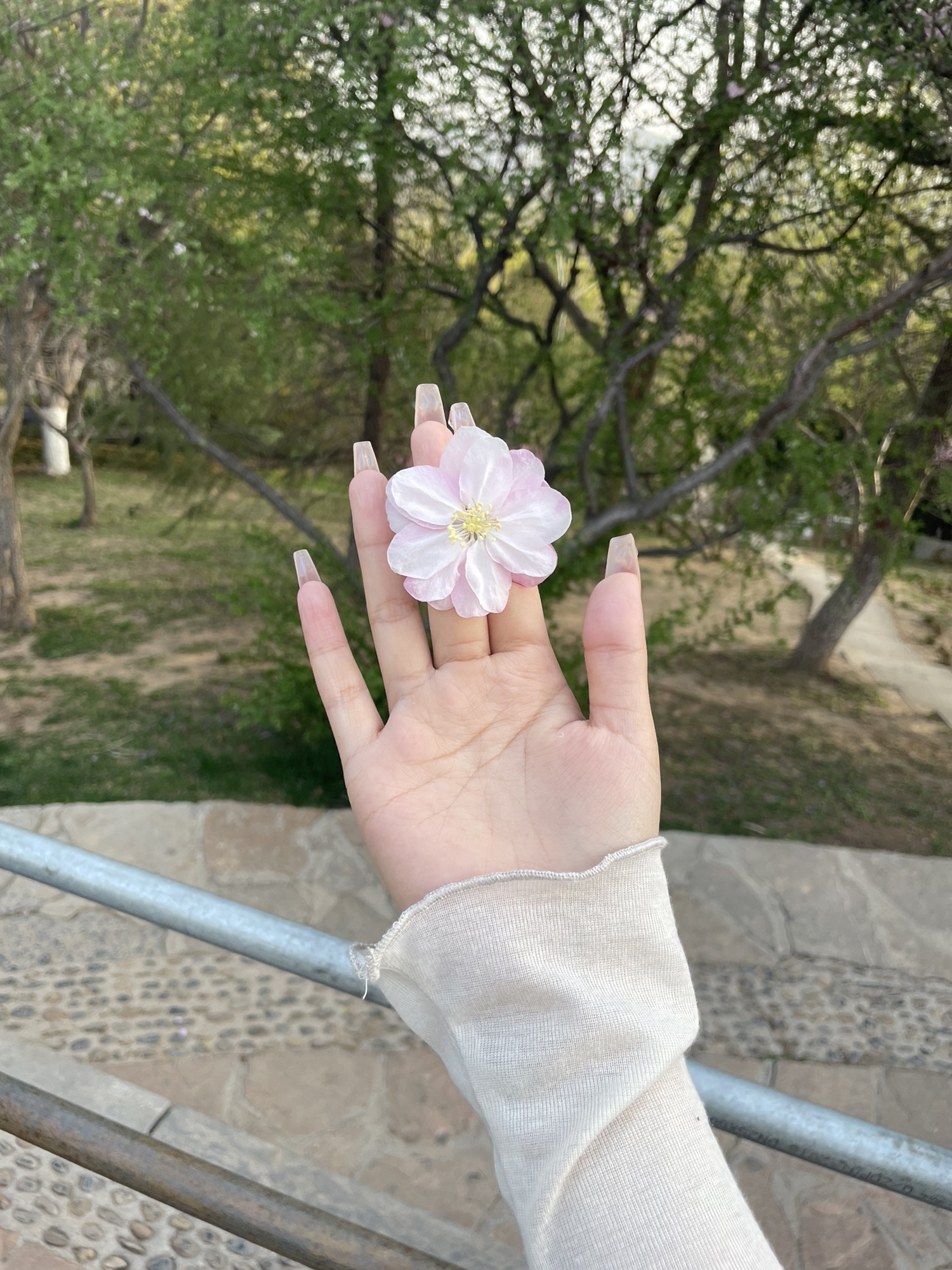 龙湖公园旅行图片 3