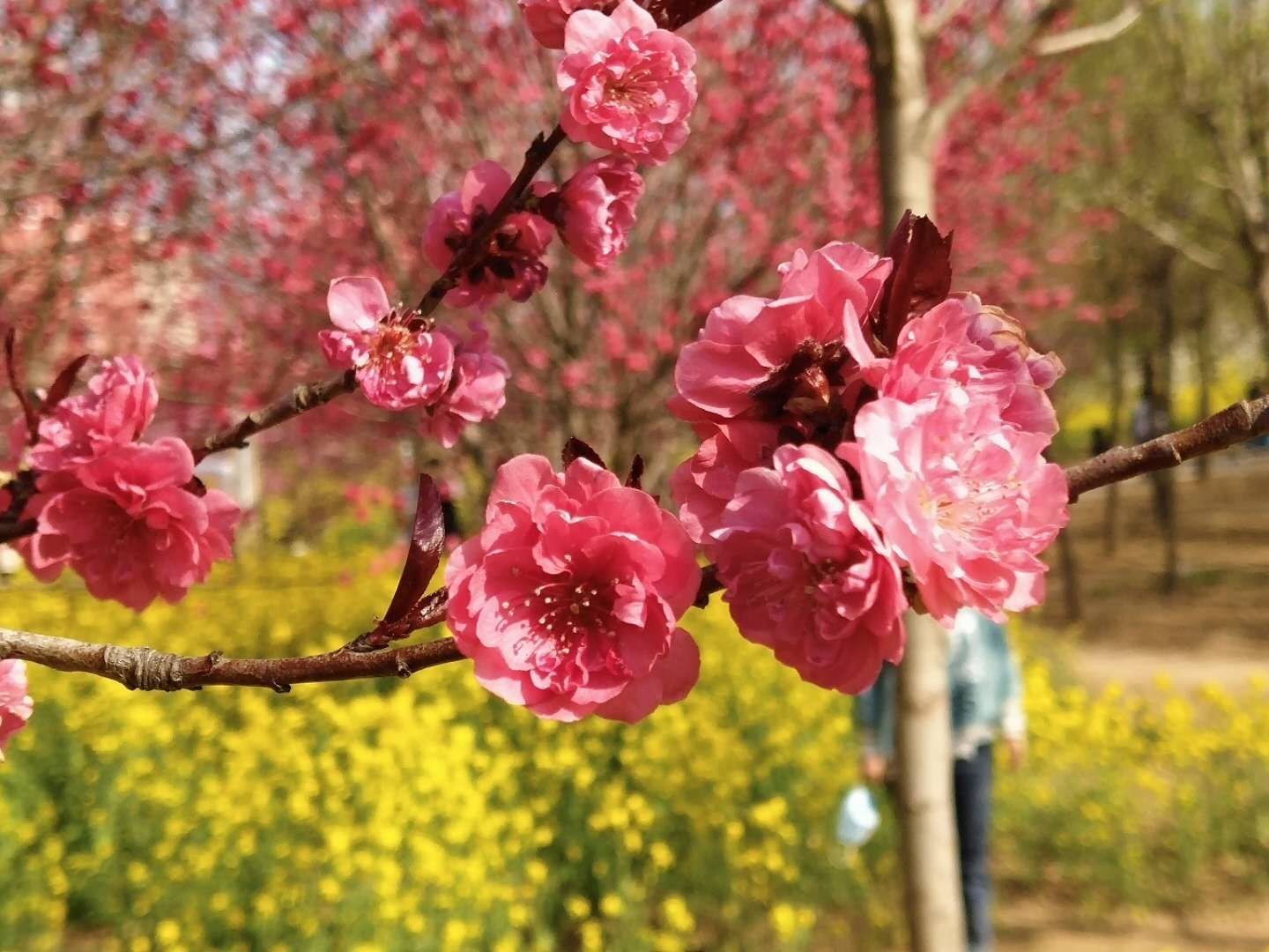 洺州公园旅行图片 1
