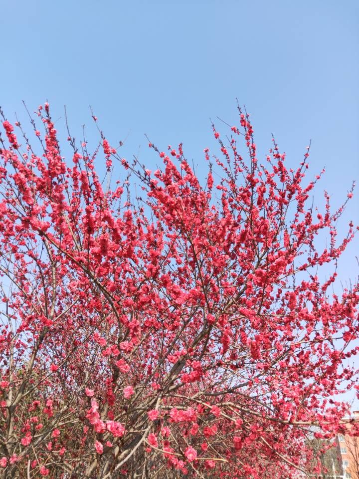 洺州公园旅行图片 3