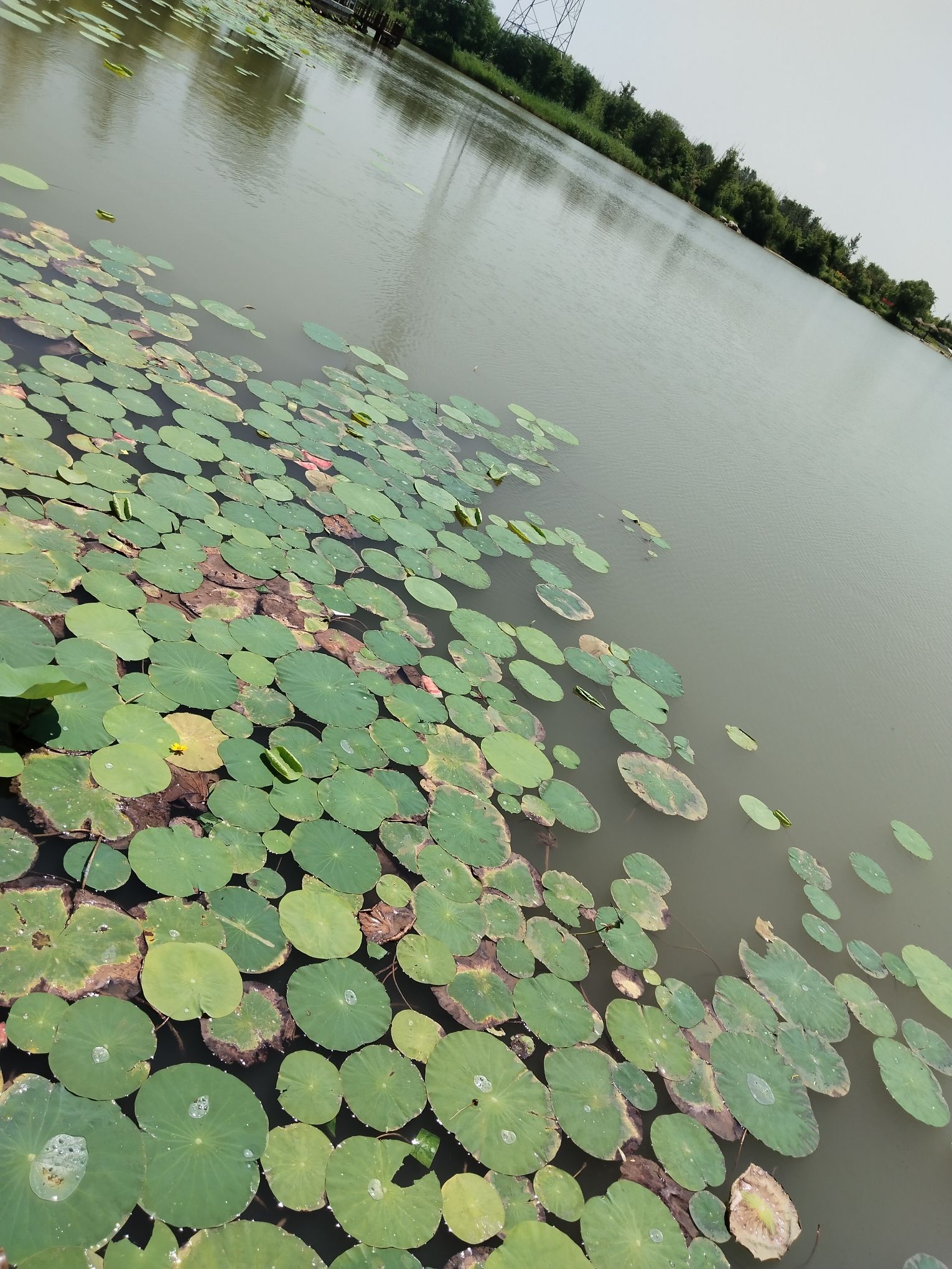 东湖公园旅行图片 1