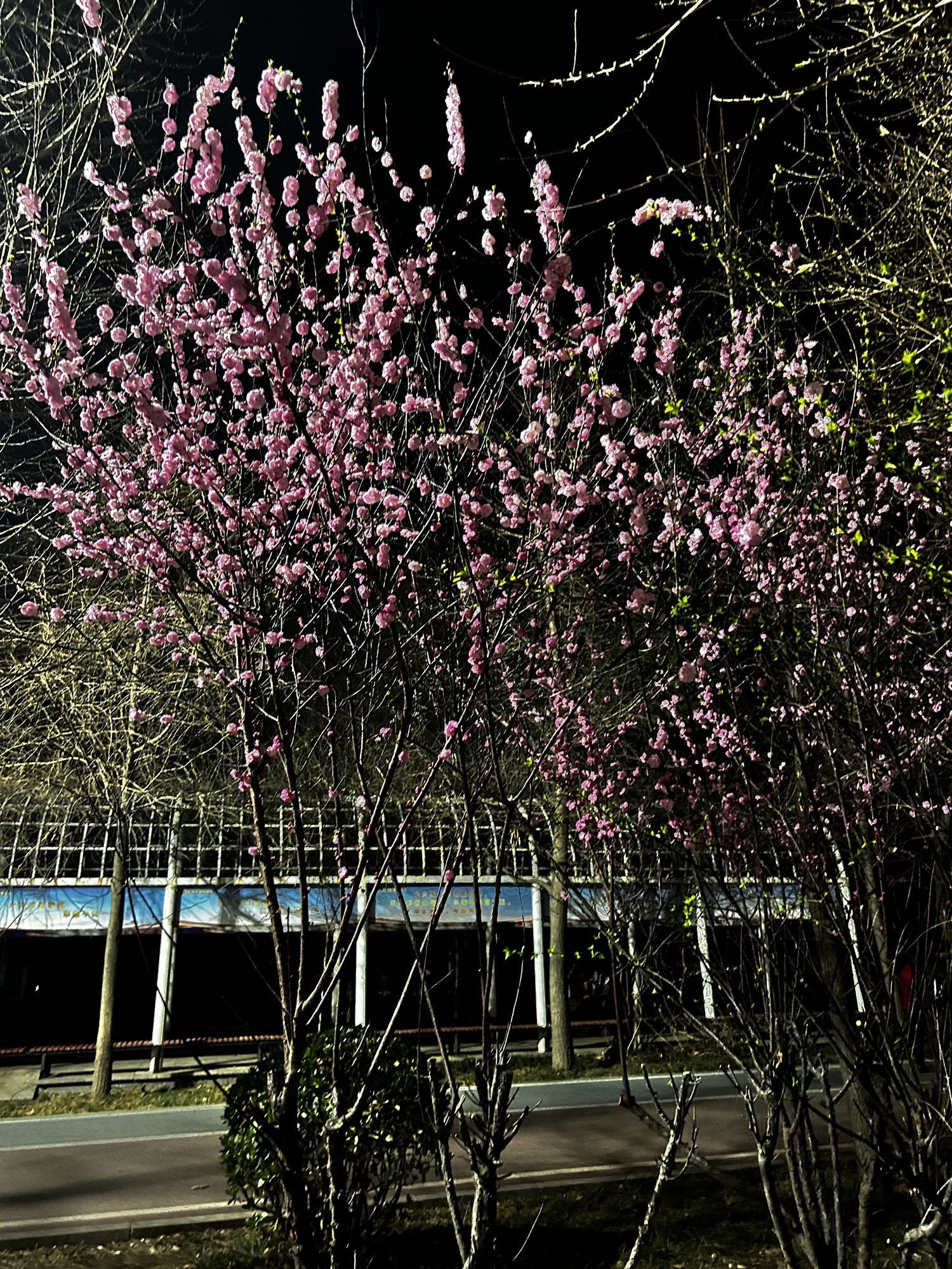 金凤公园旅行图片 1