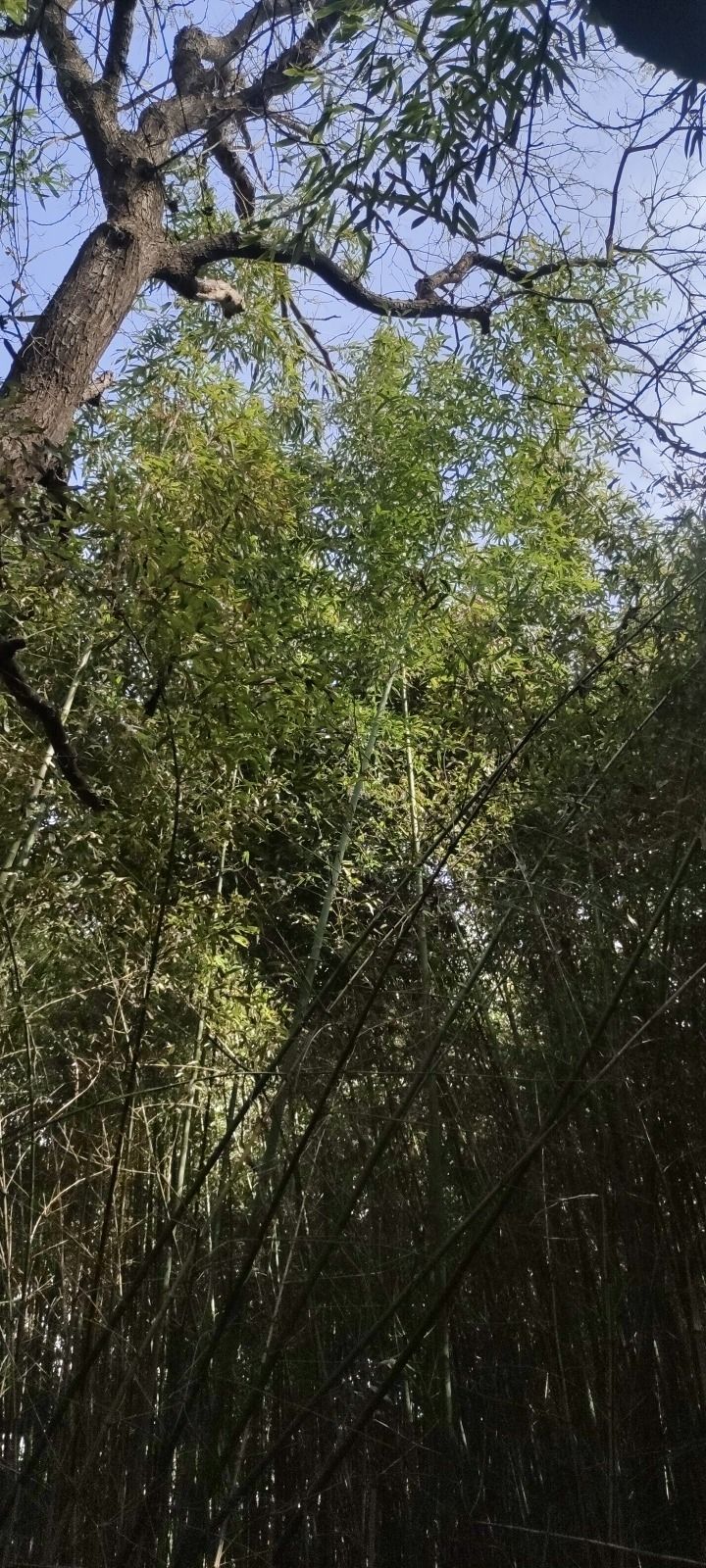 友谊公园旅行图片 1