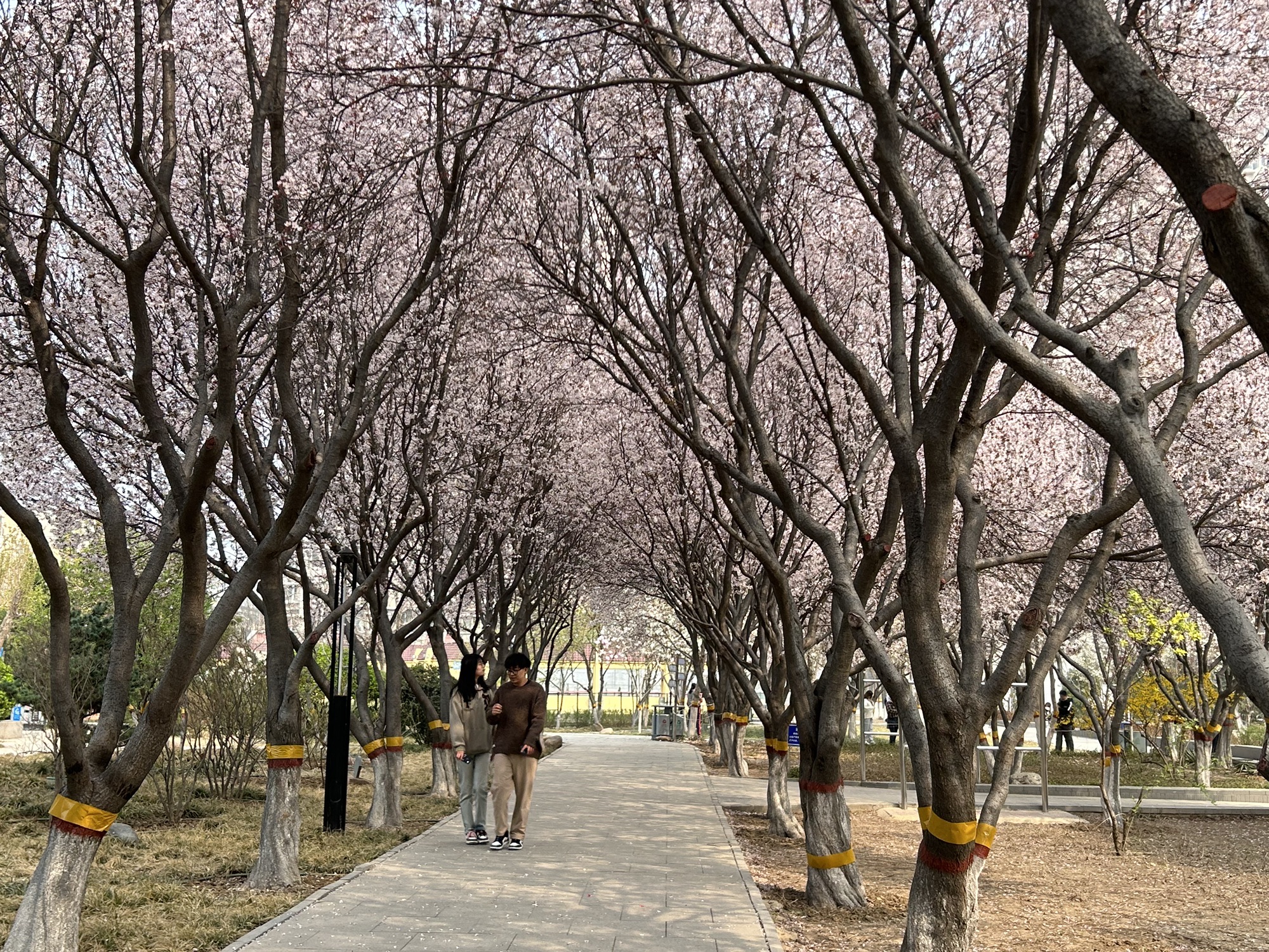 花卉园旅行图片 1