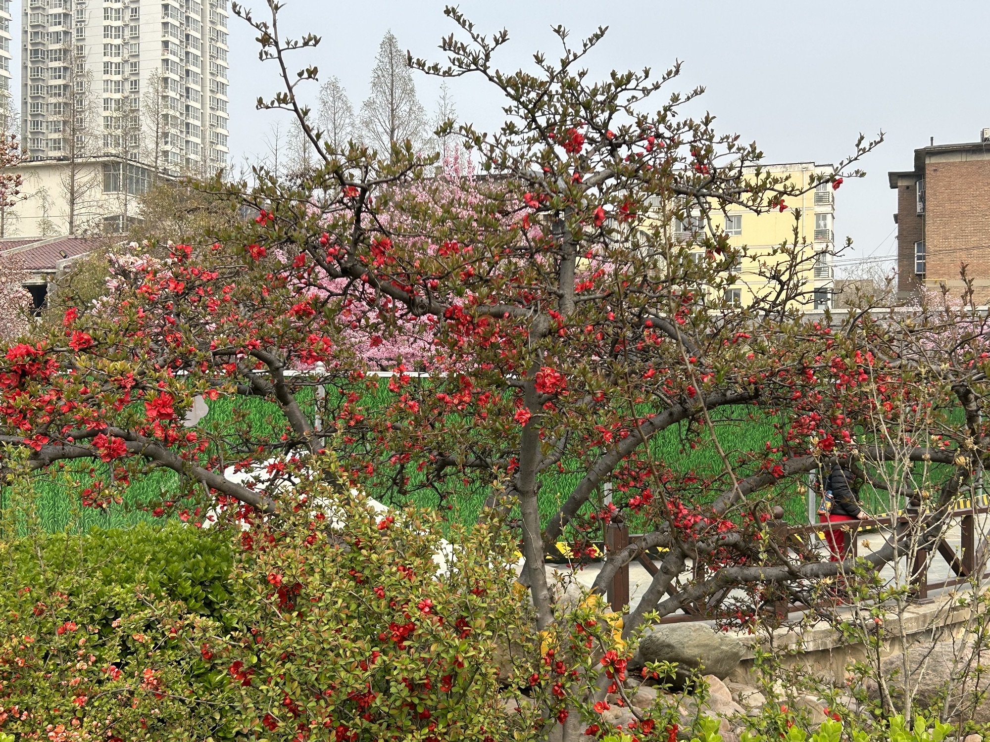 花卉园旅行图片 3