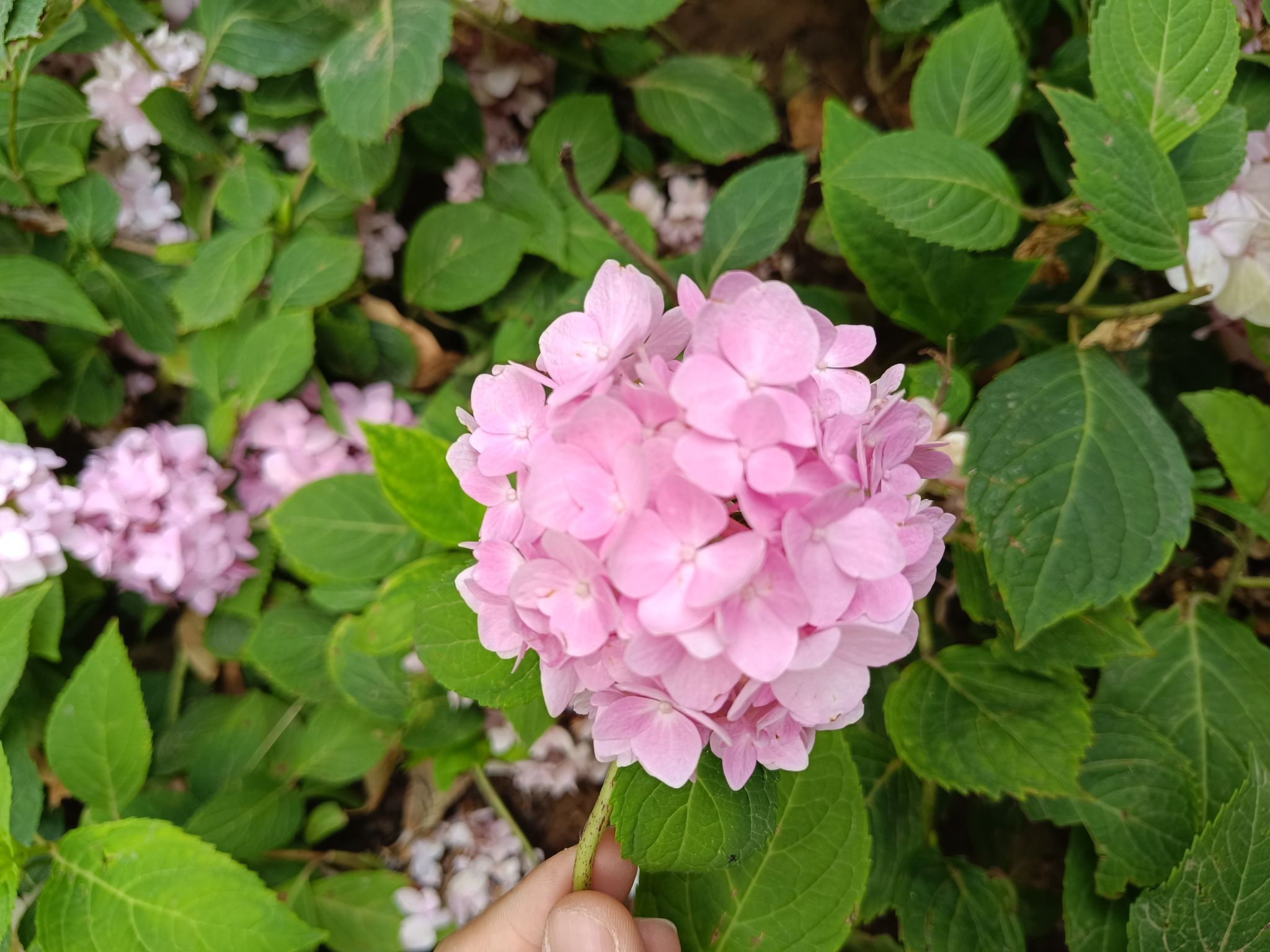 明珠公园旅行图片 3