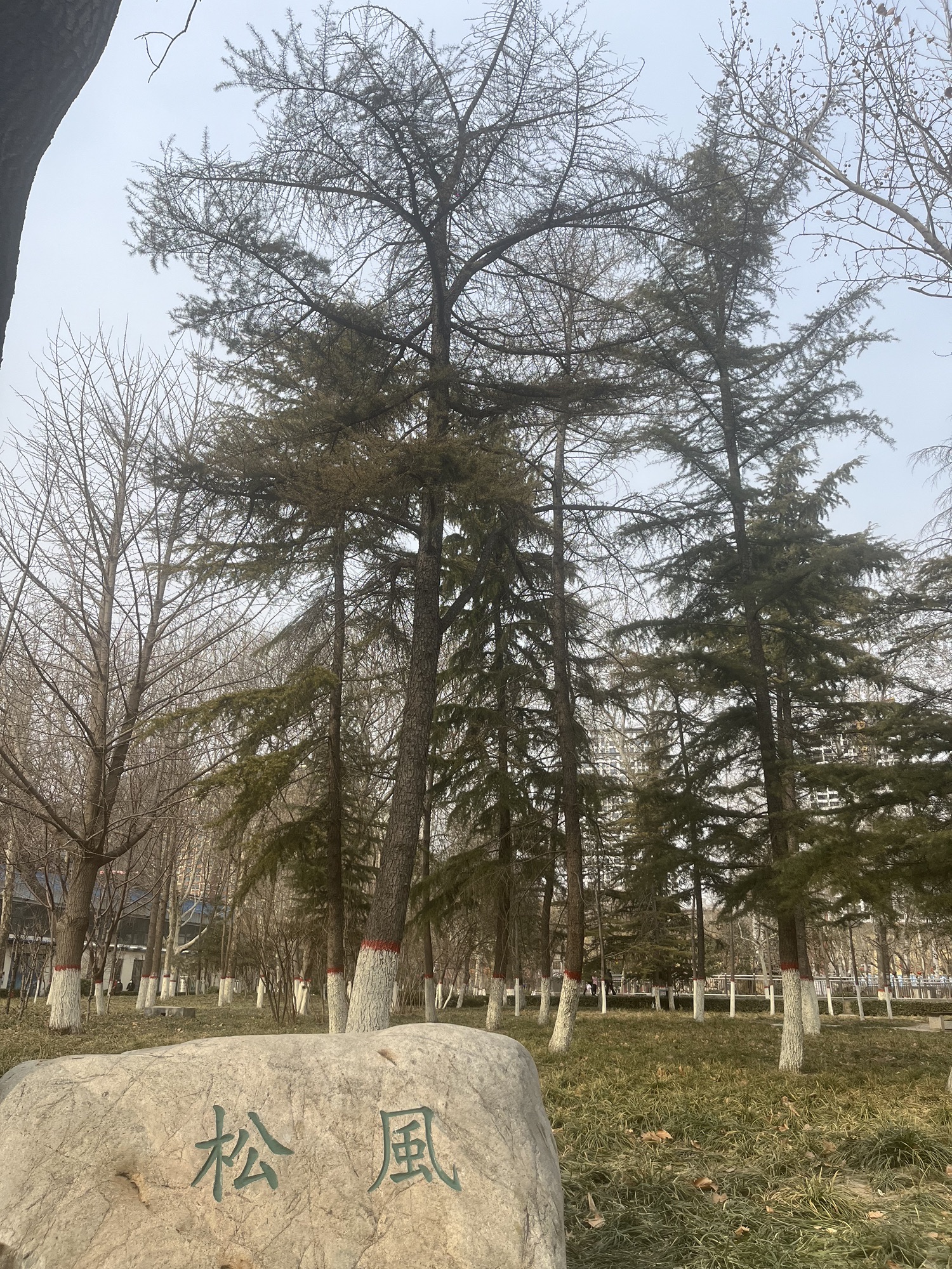 金鹿公园旅行图片 2