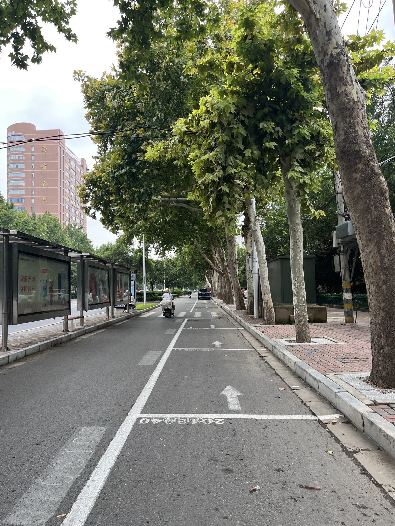 西清公园旅行图片 2