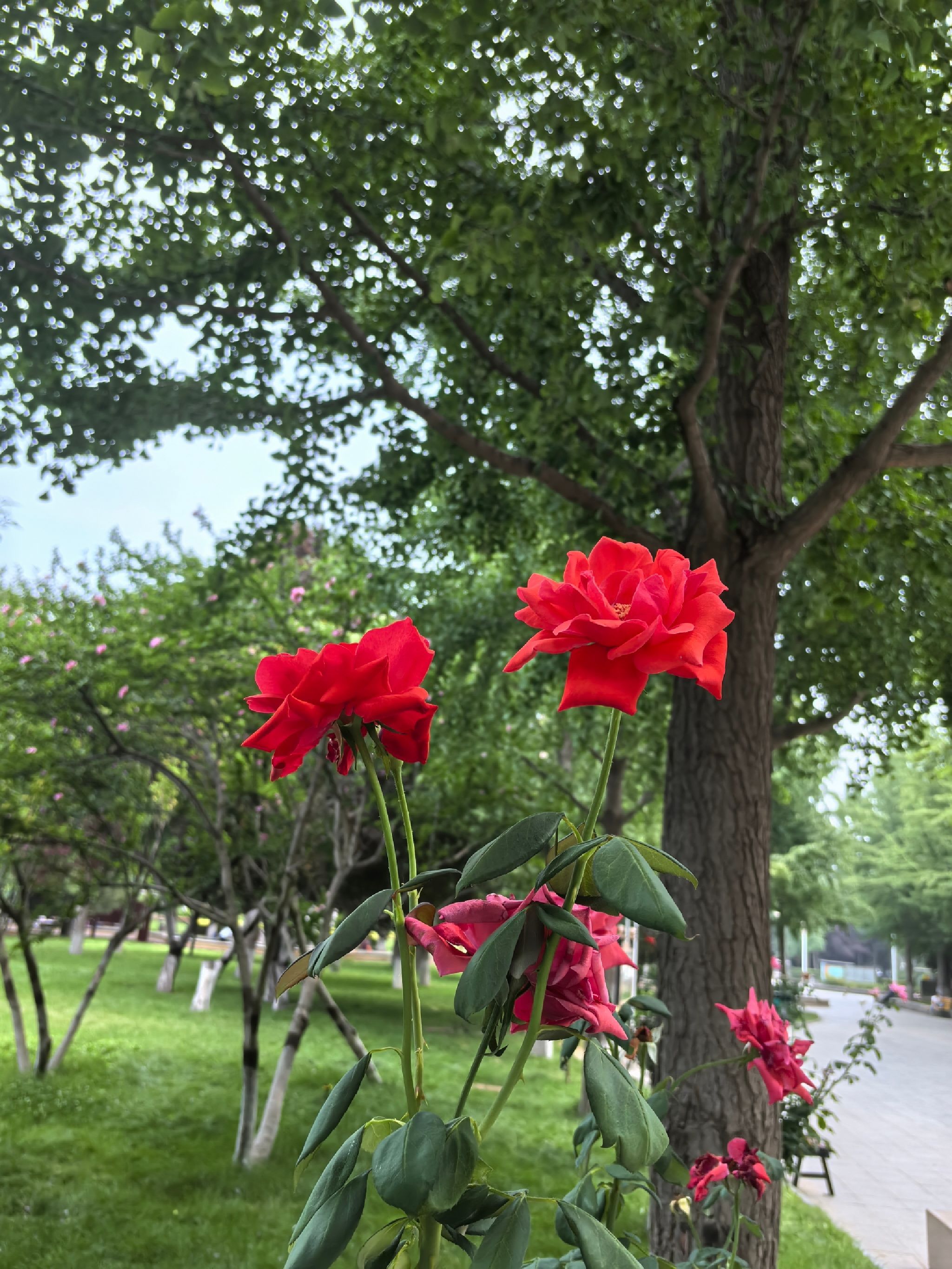 西清公园旅行图片 1