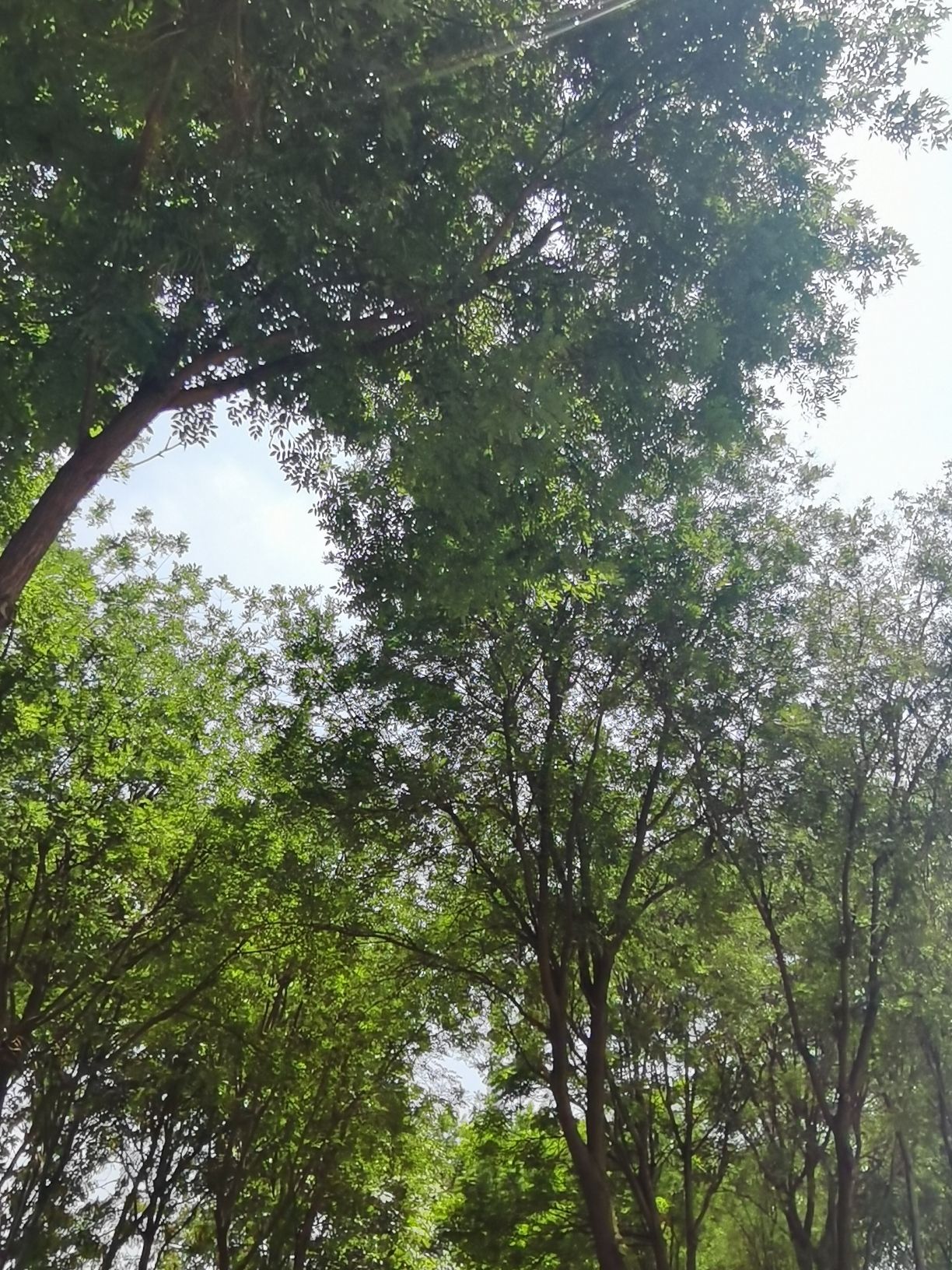 世纪公园旅行图片 3