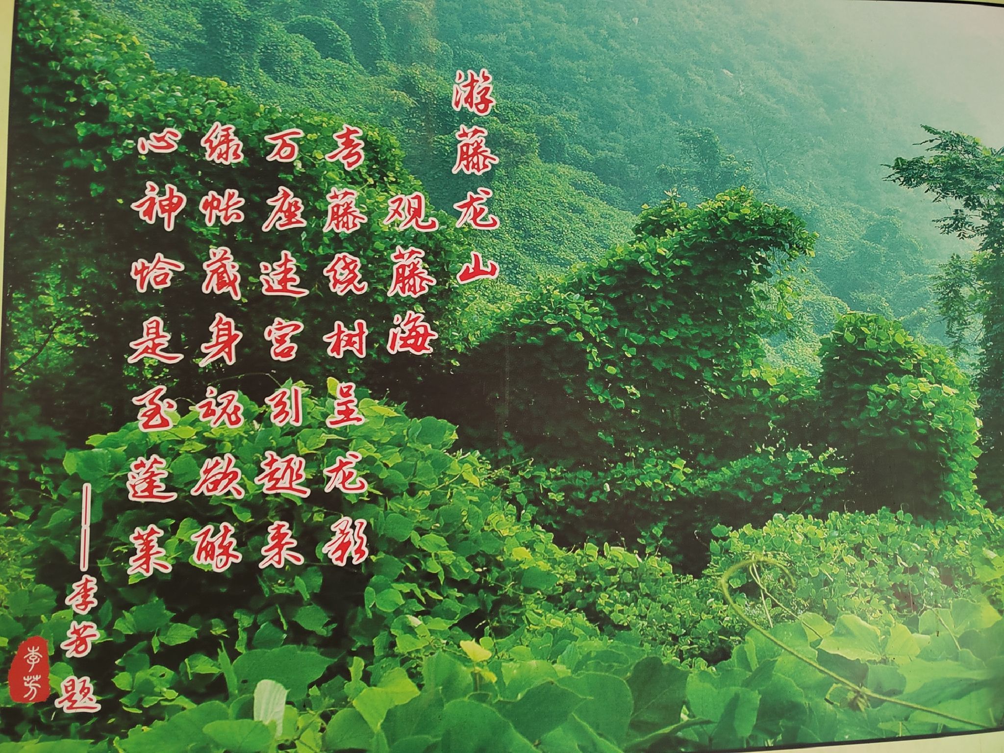 藤龙山景区(暂停开放)旅行图片 2