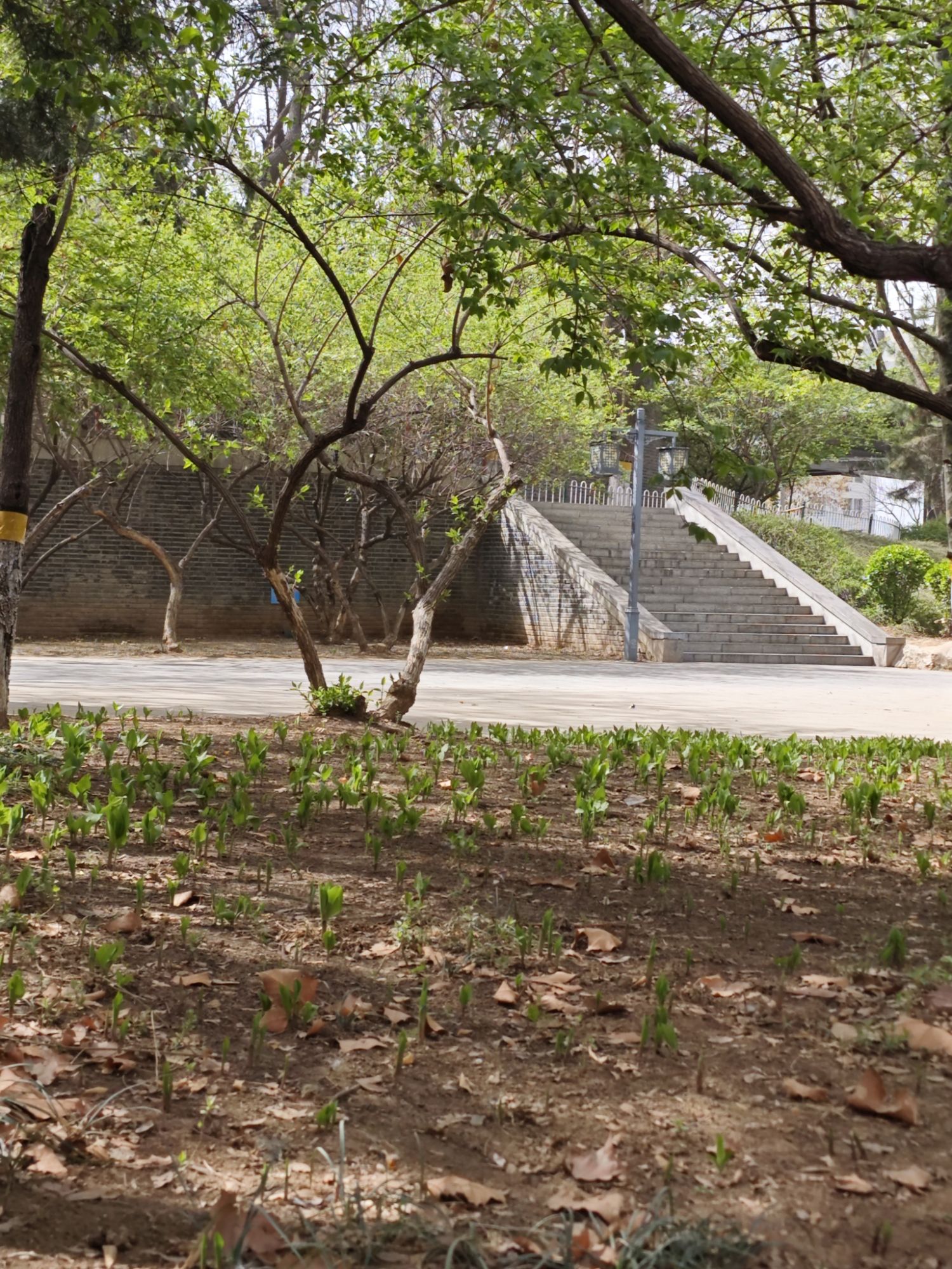 石家庄市赵佗公园旅行图片 3