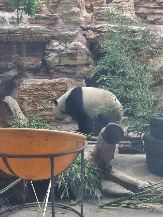 石家庄市动物园旅行图片 3