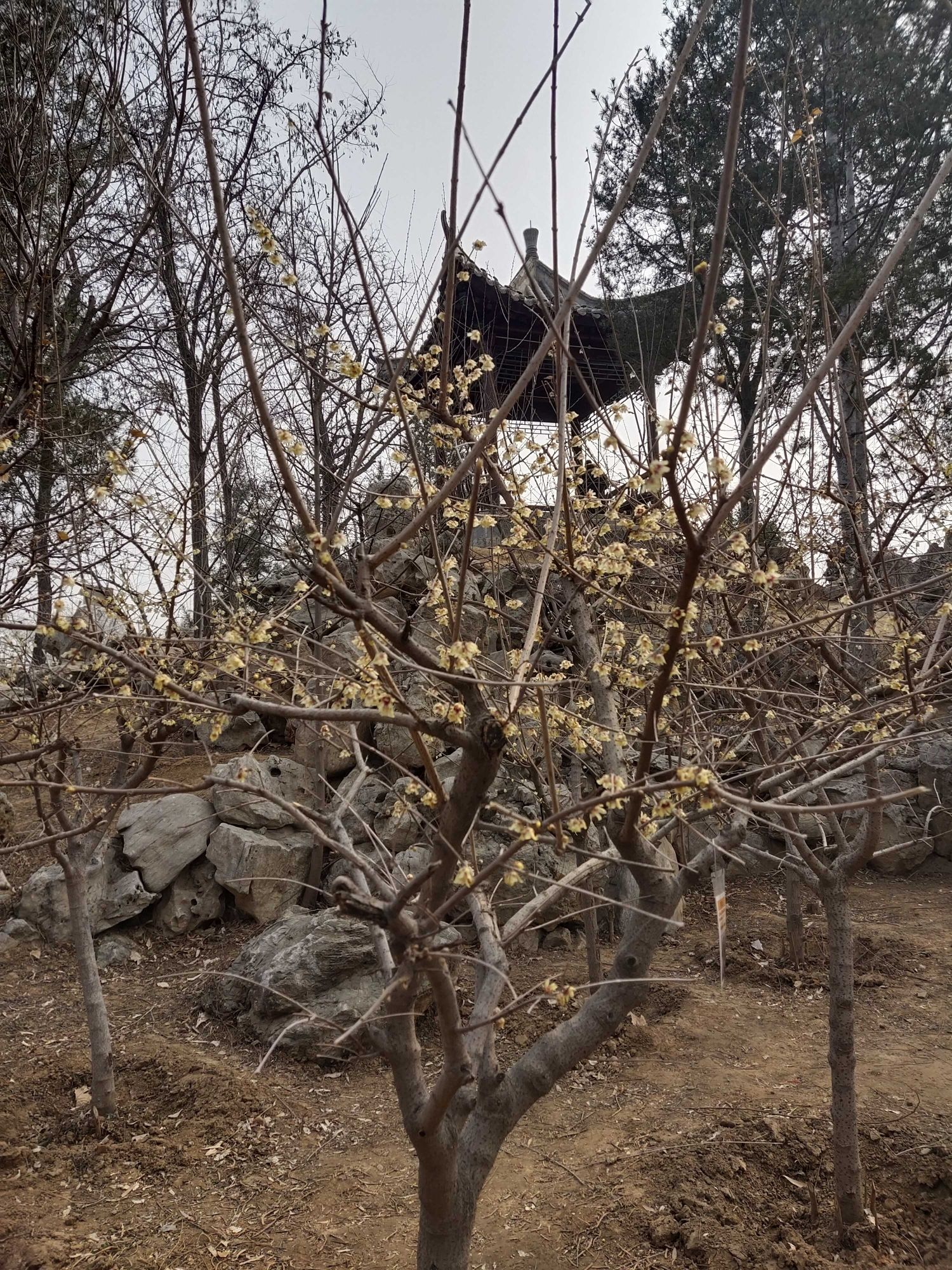 裕西公园旅行图片 2