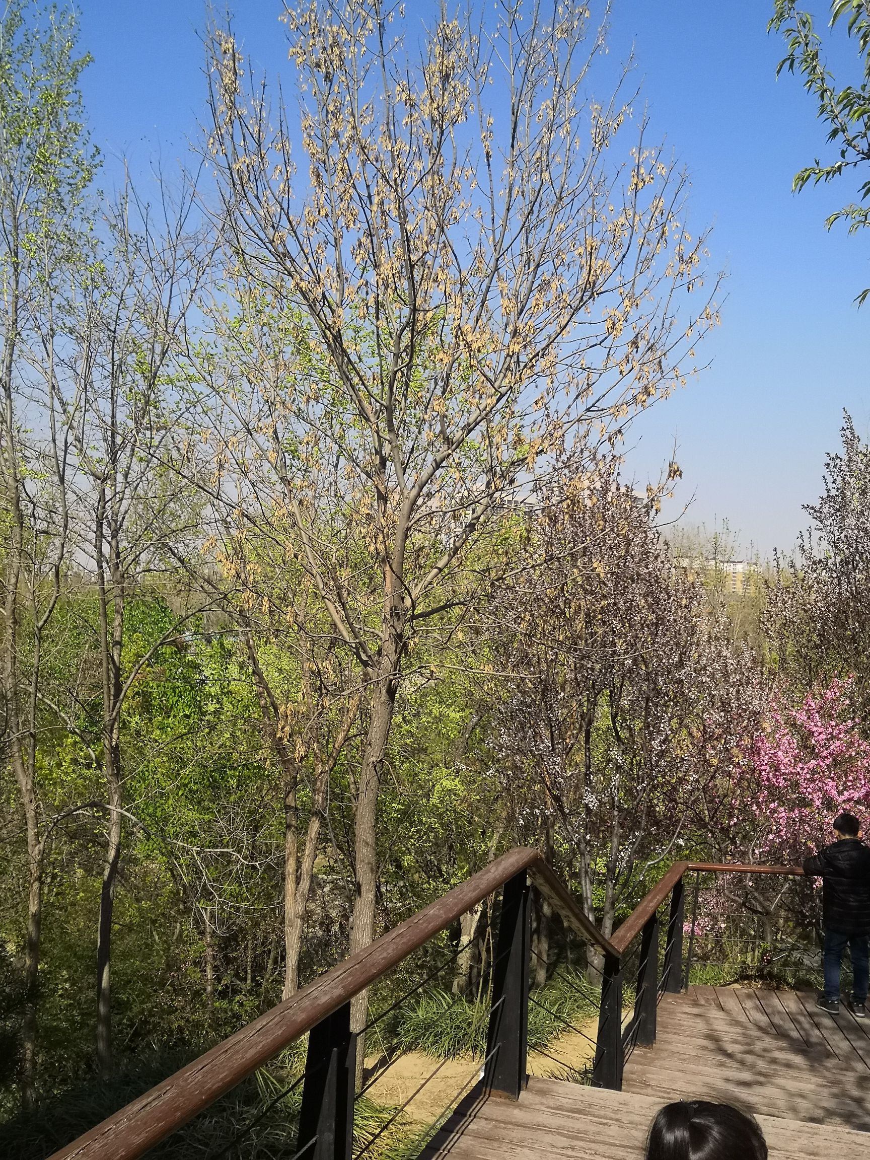 裕西公园旅行图片 3