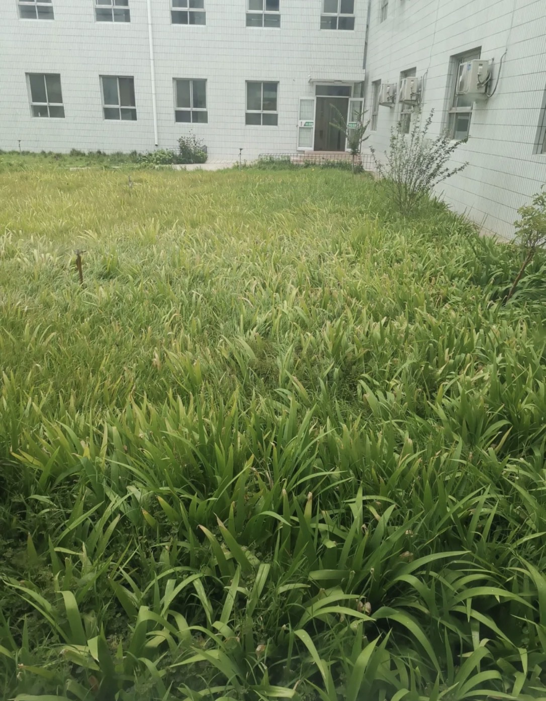 石家庄市藁城区第八中学