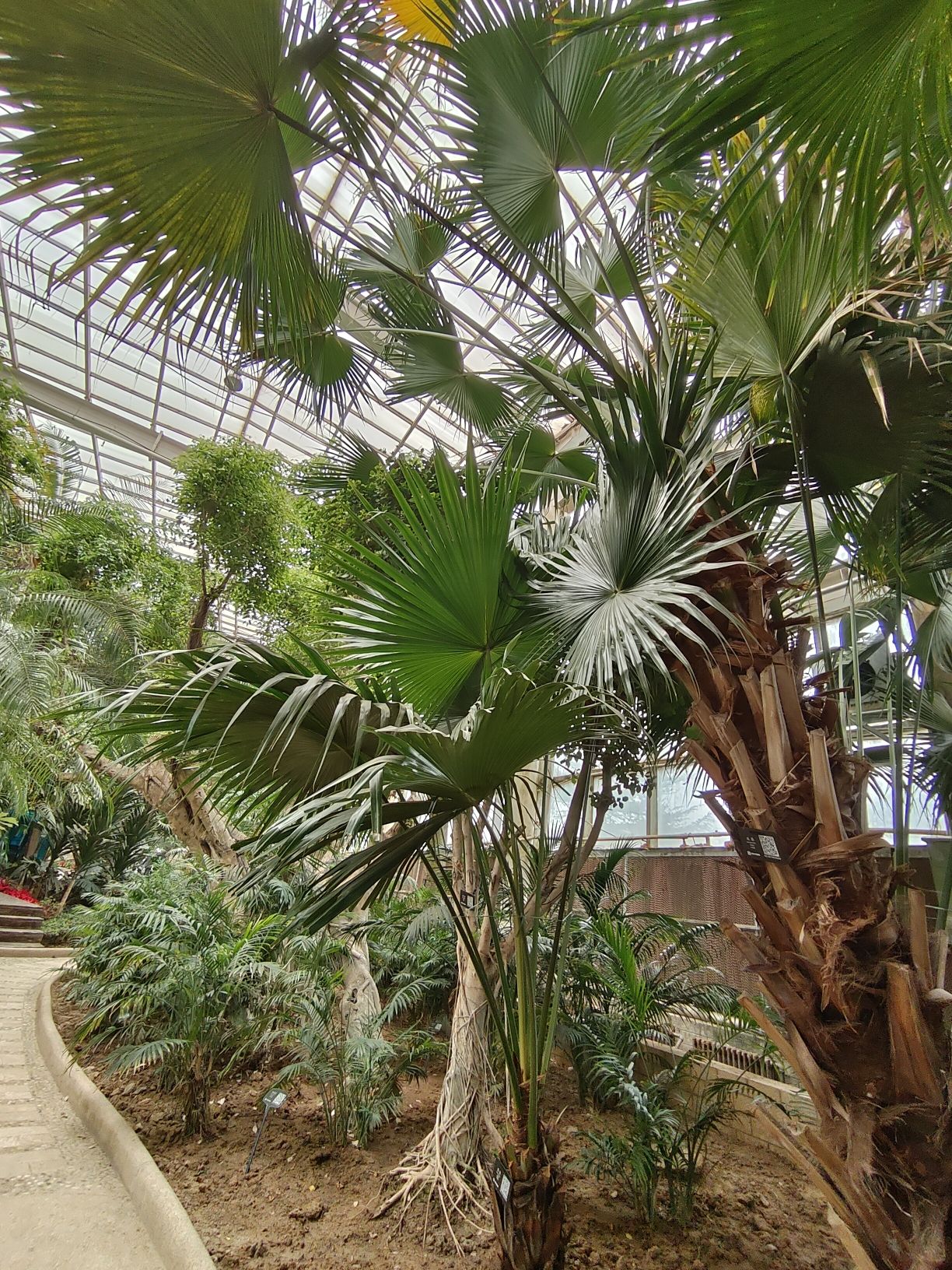 石家庄植物园旅行图片 2