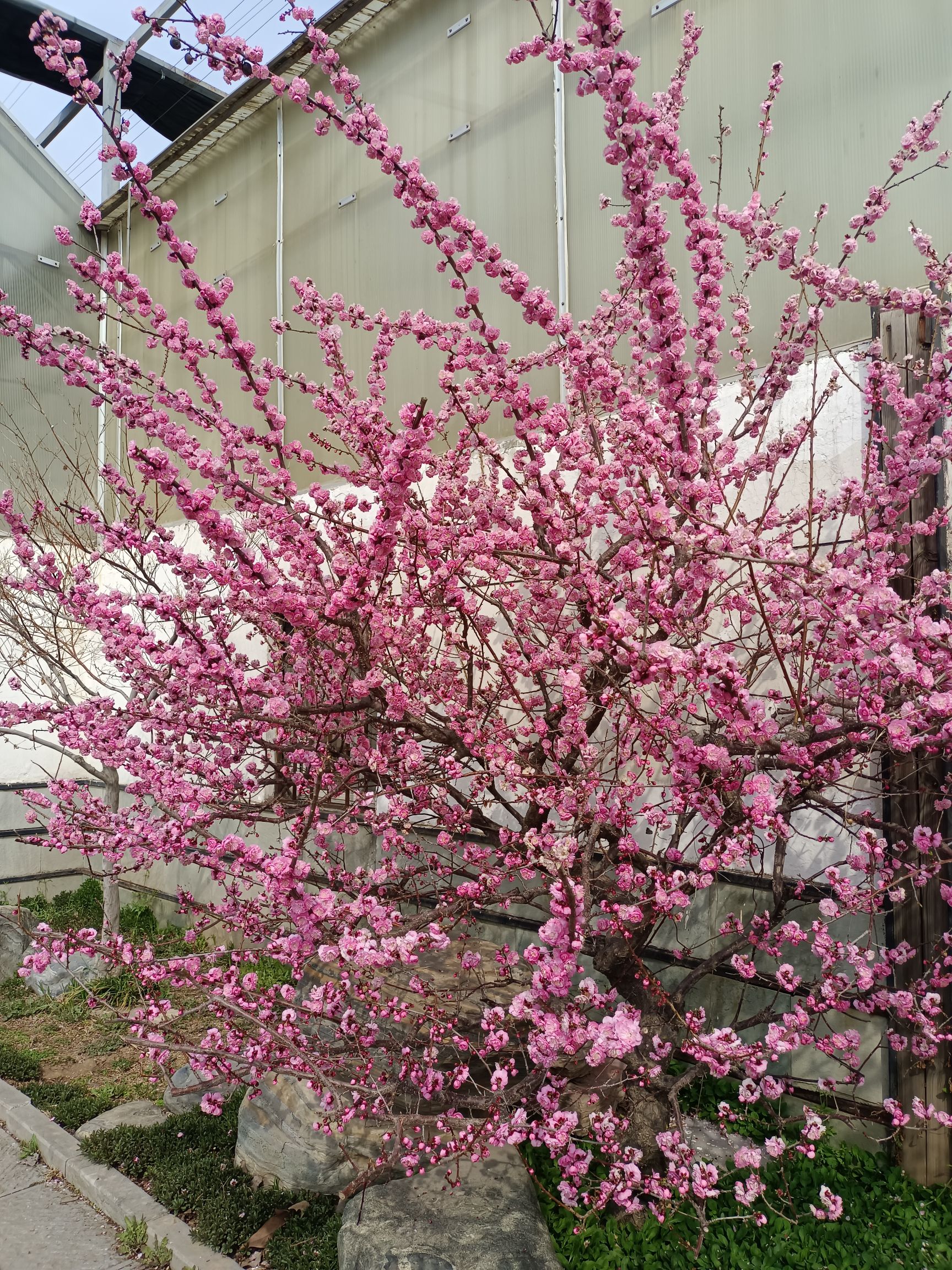 石家庄植物园旅行图片 1