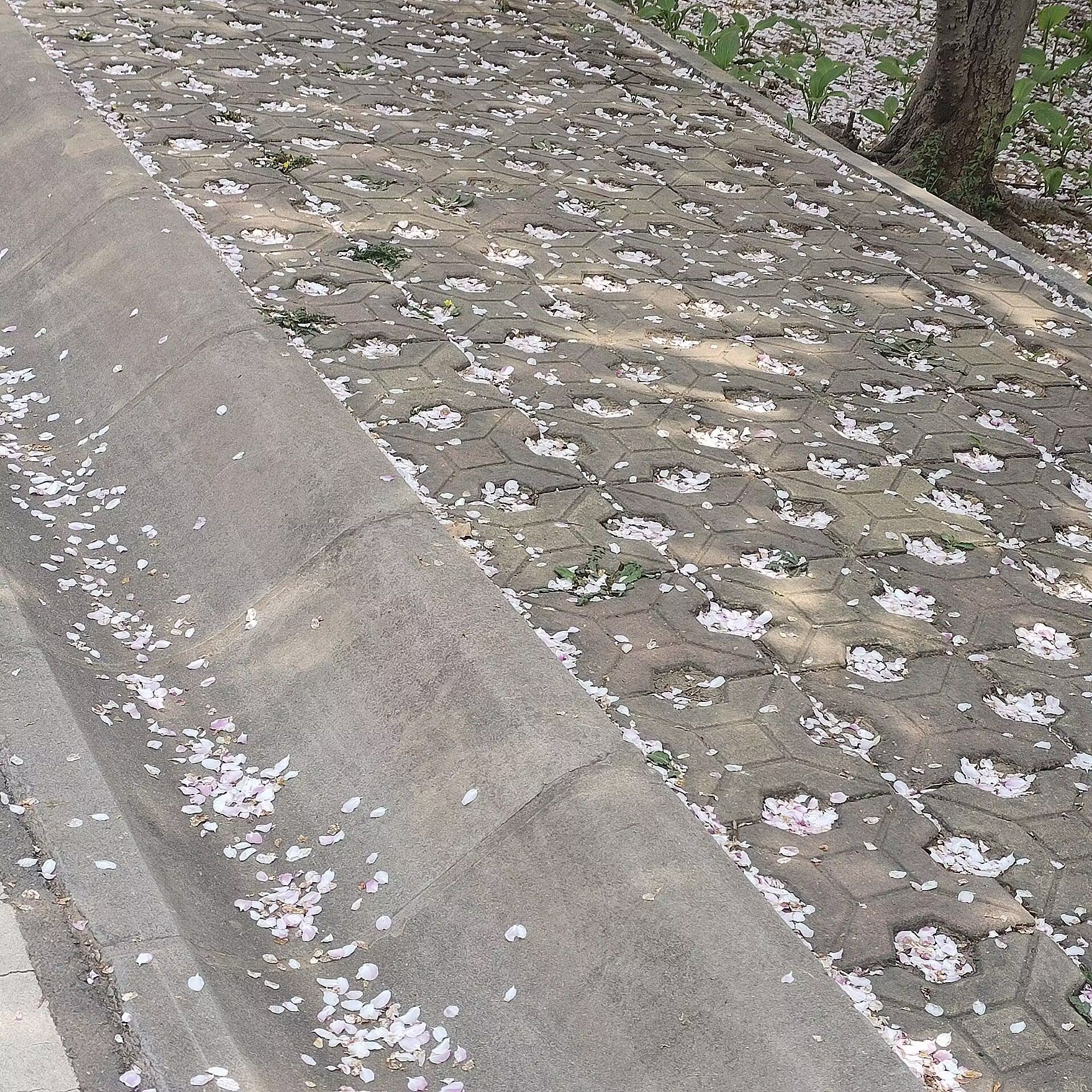 石家庄植物园旅行图片 3