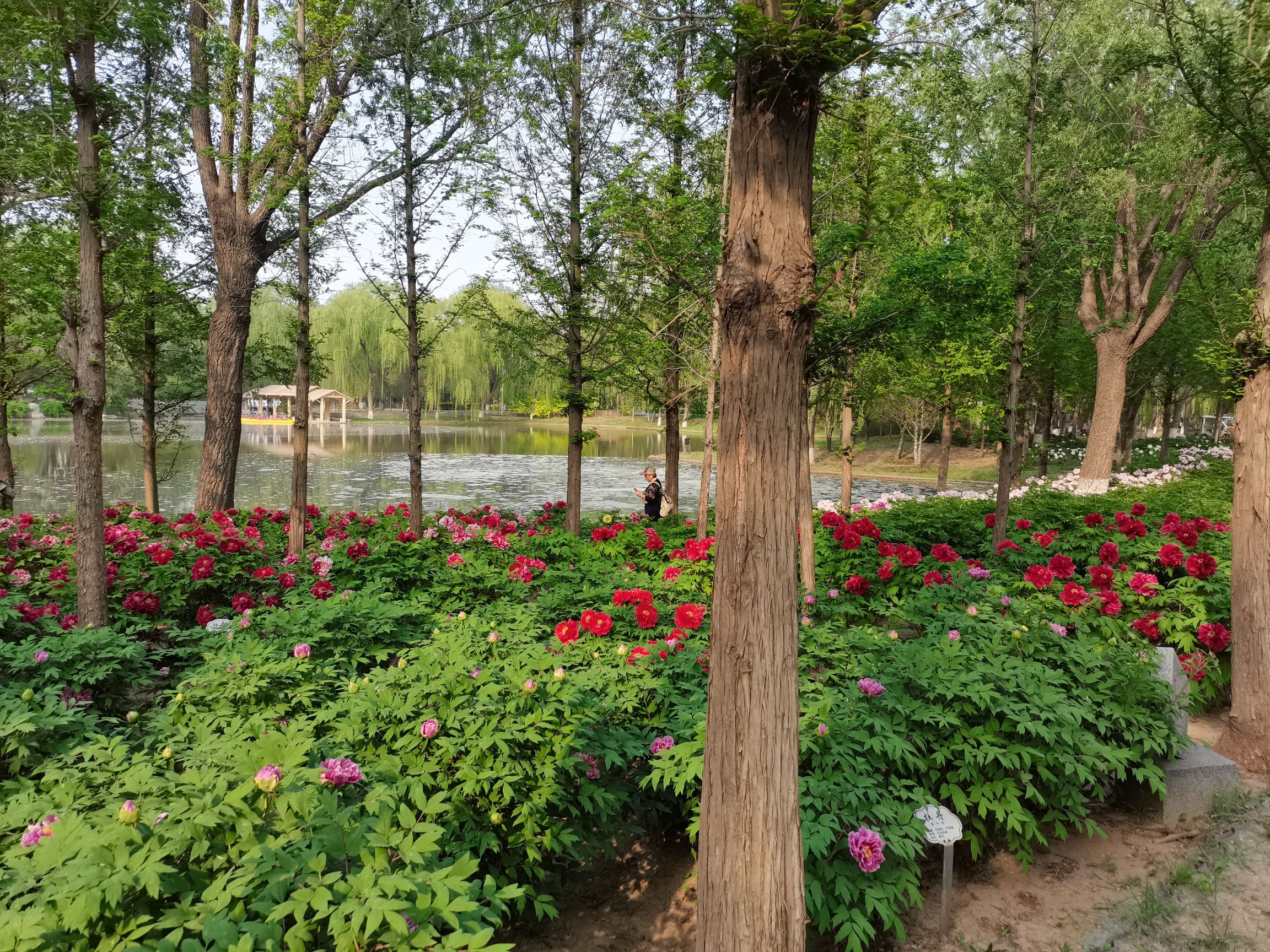 石家庄植物园旅行图片 3