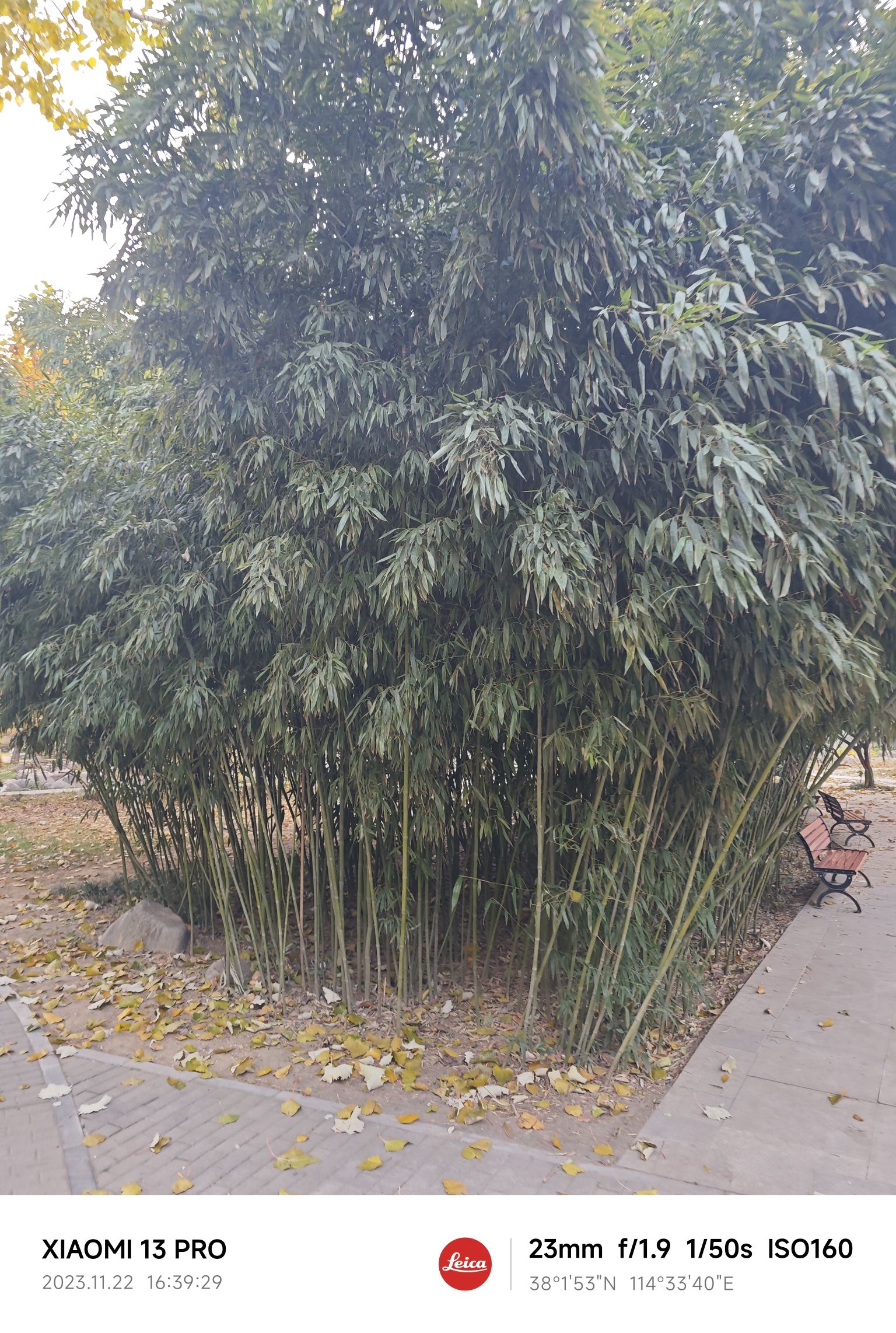 槐北公园旅行图片 3