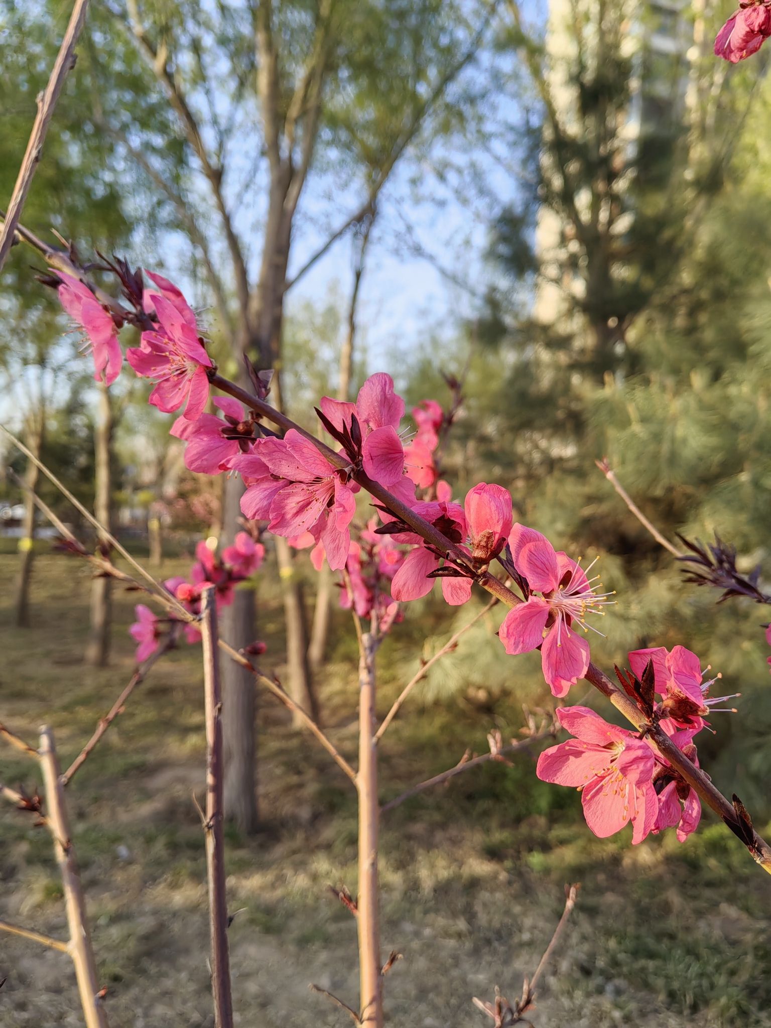 樱花公园旅行图片 2