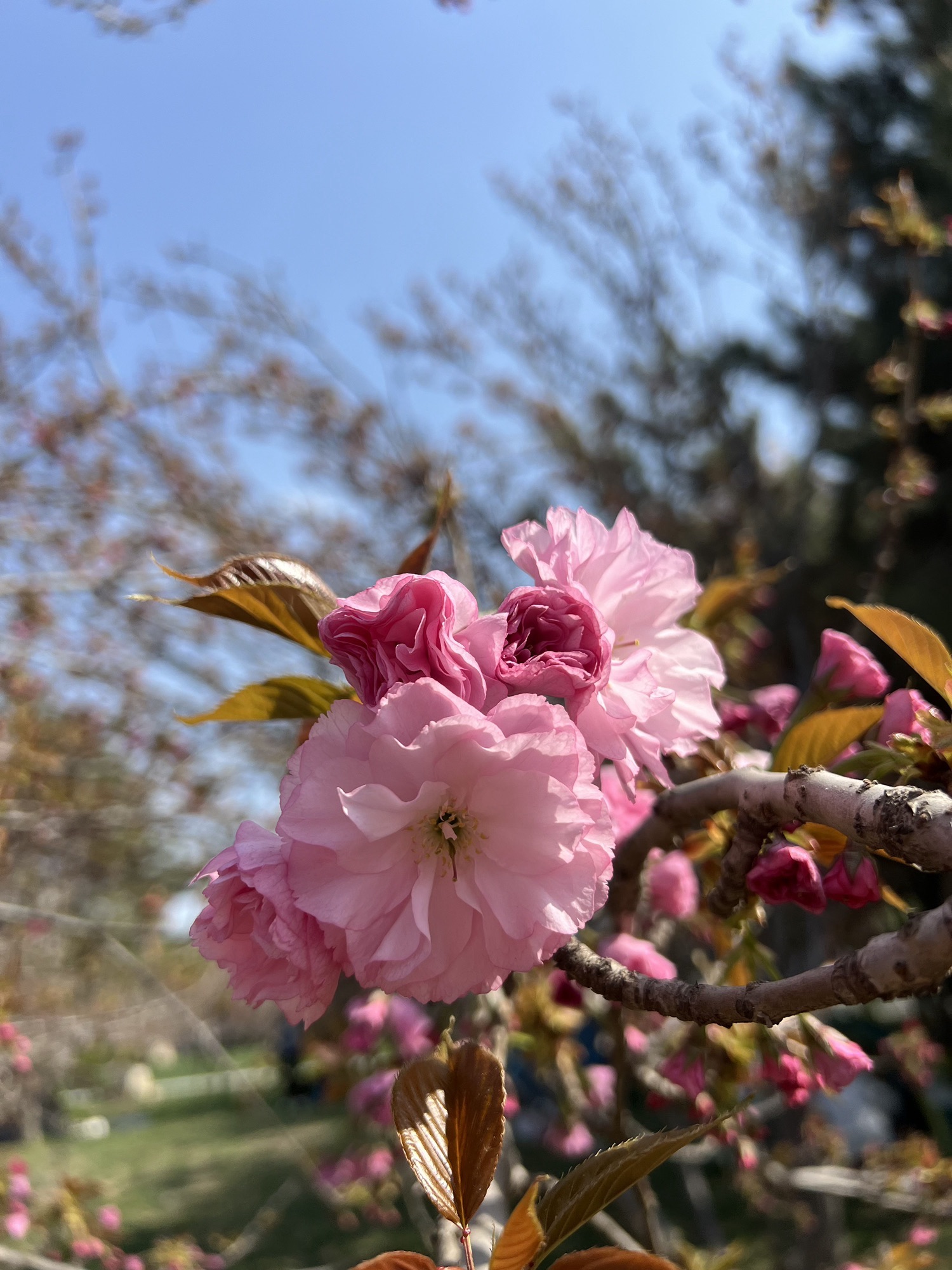 樱花公园旅行图片 3